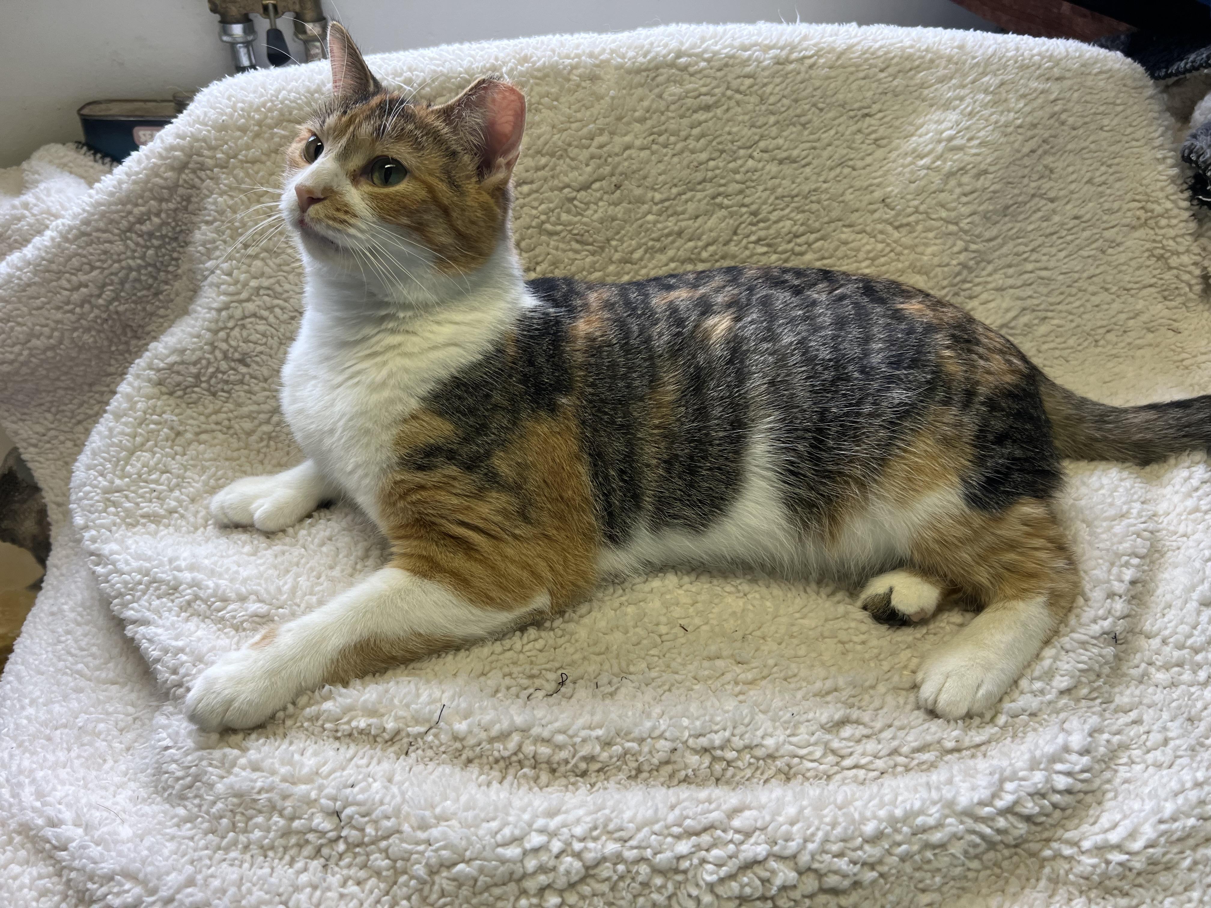 Enlarge Kellogg “Kelley”, a Adoptable Domestic Short Hair in Holly, MI image 1/4