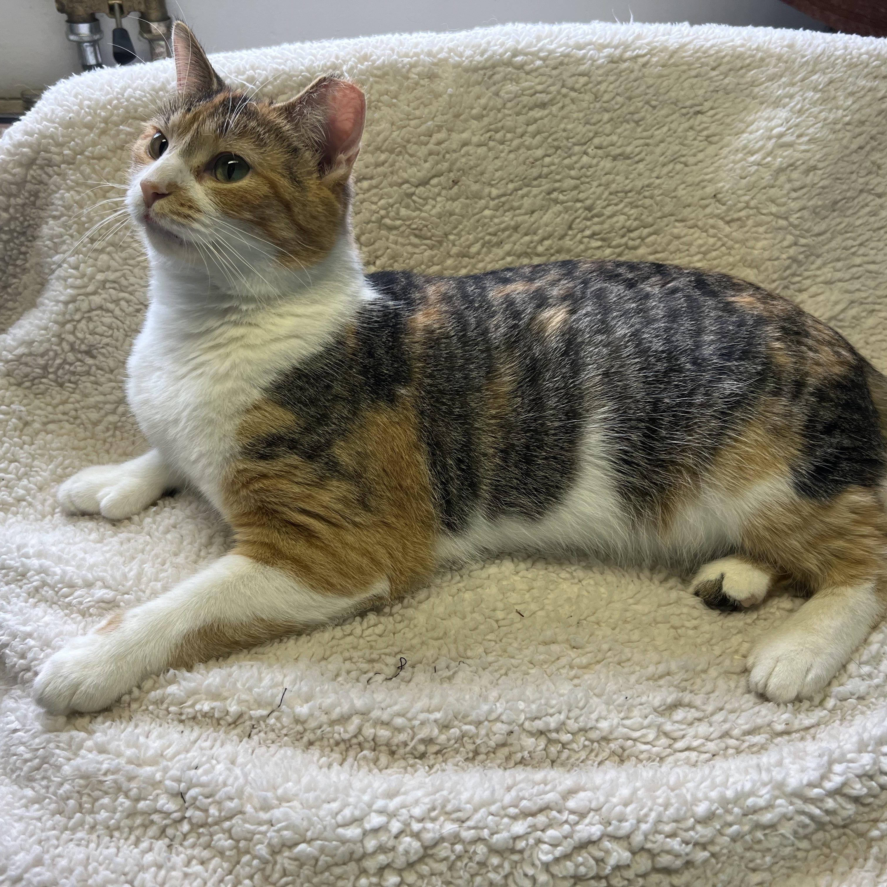 Enlarge Kellogg “Kelley”, a Adoptable Domestic Short Hair in Holly, MI image 2/6