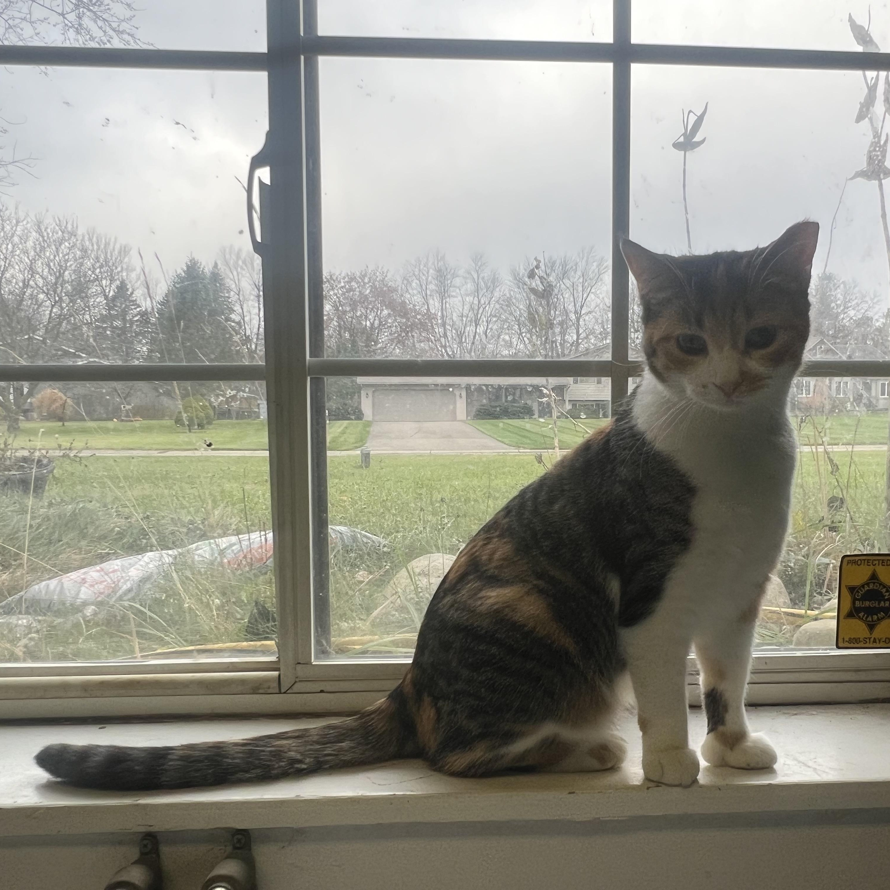 Enlarge Kellogg “Kelley”, a Adoptable Domestic Short Hair in Holly, MI image 4/6