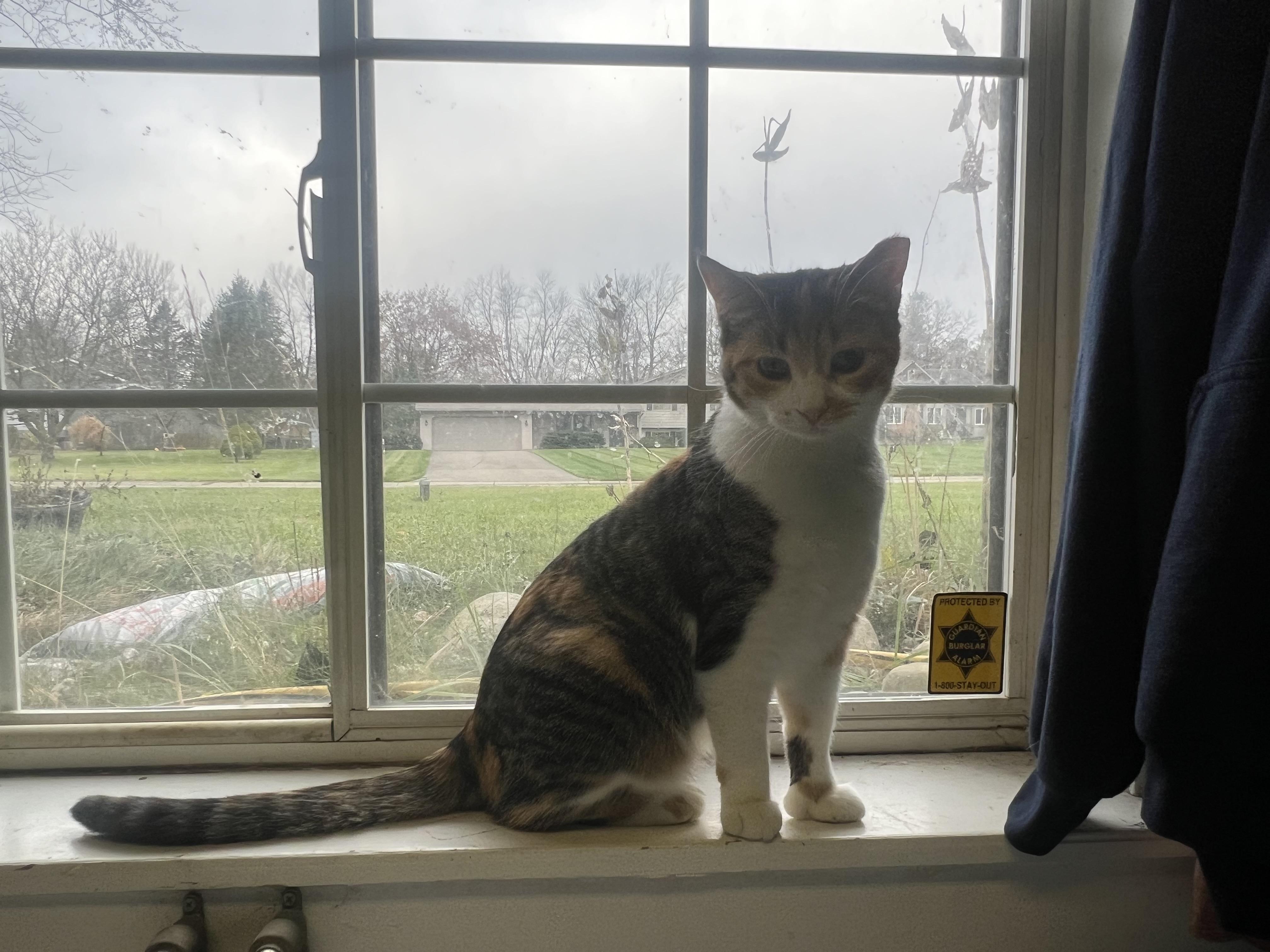 Enlarge Kellogg “Kelley”, a Adoptable Domestic Short Hair in Holly, MI image 2/4