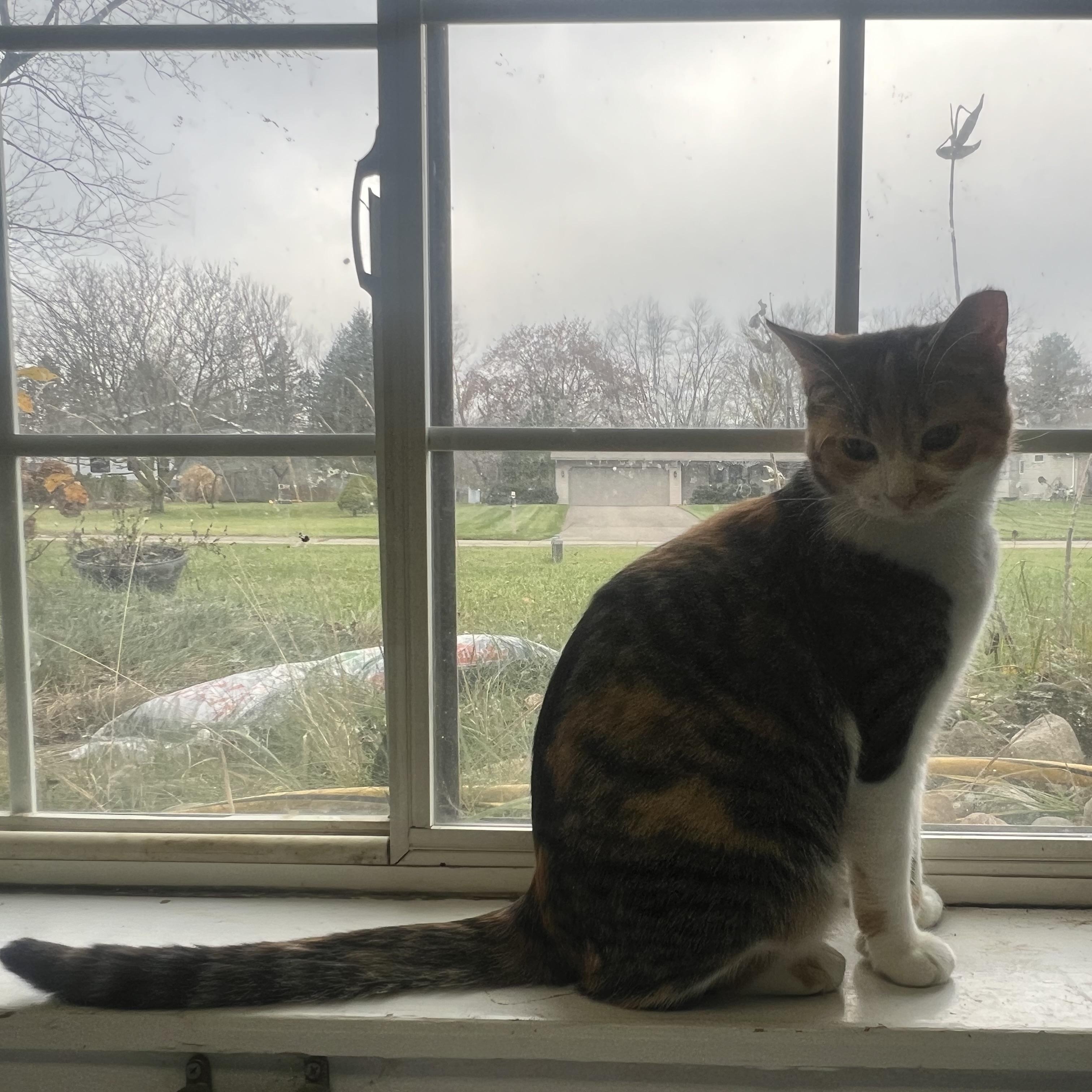 Enlarge Kellogg “Kelley”, a Adoptable Domestic Short Hair in Holly, MI image 5/6