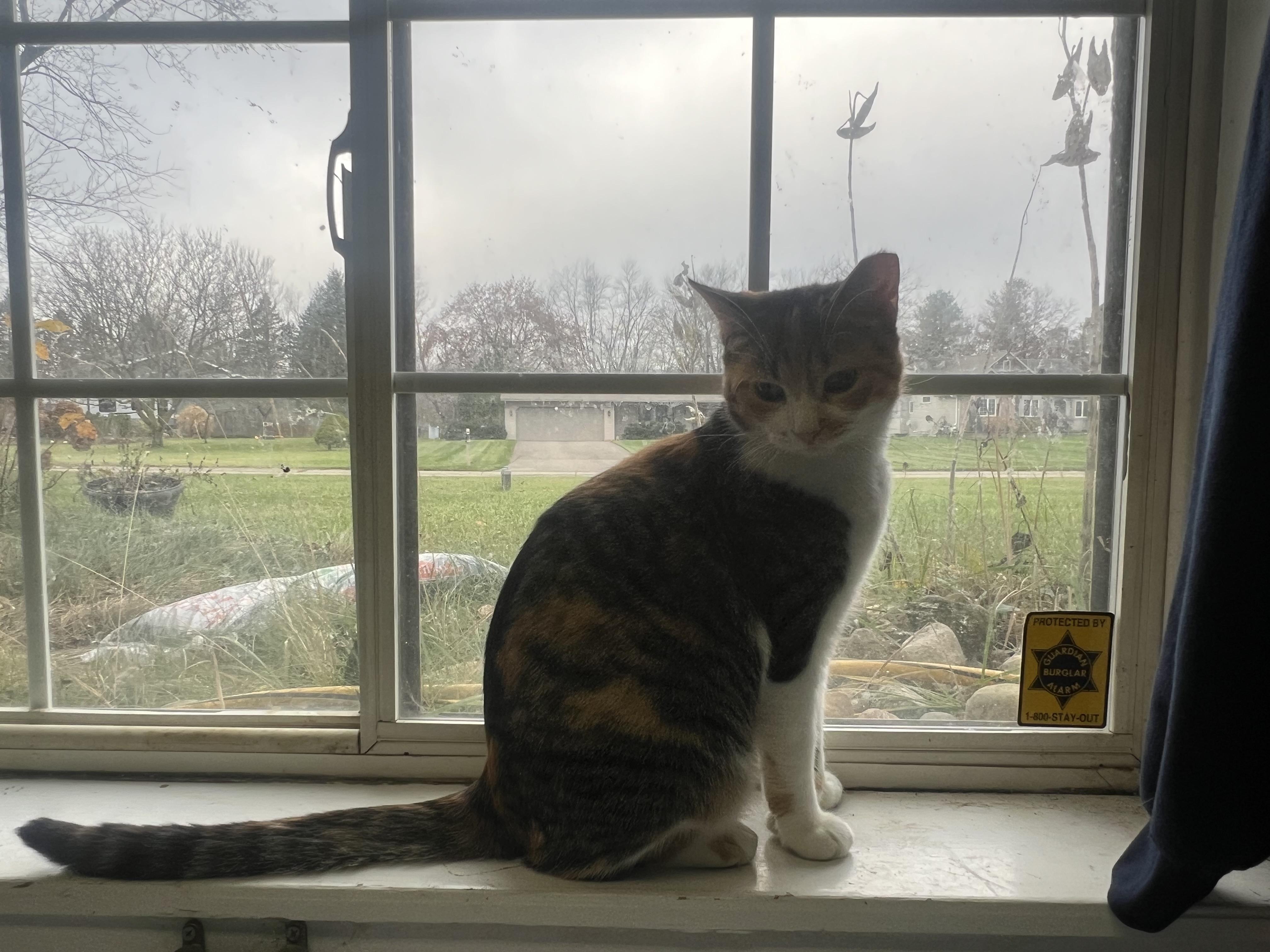 Enlarge Kellogg “Kelley”, a Adoptable Domestic Short Hair in Holly, MI image 3/4