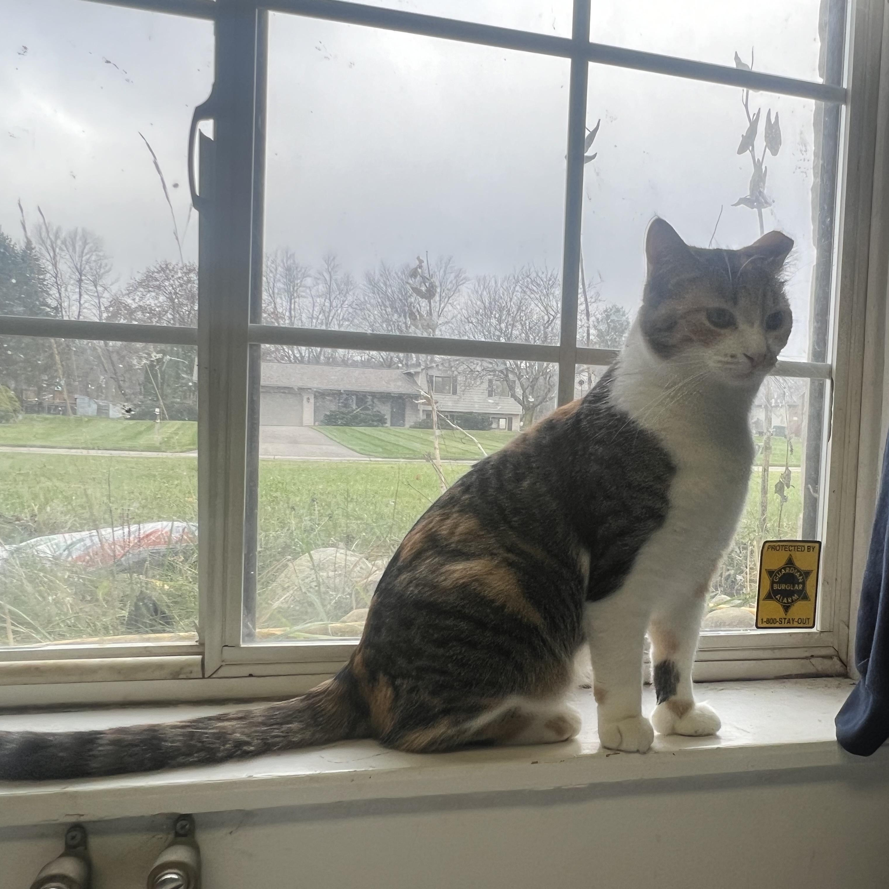 Enlarge Kellogg “Kelley”, a Adoptable Domestic Short Hair in Holly, MI image 6/6