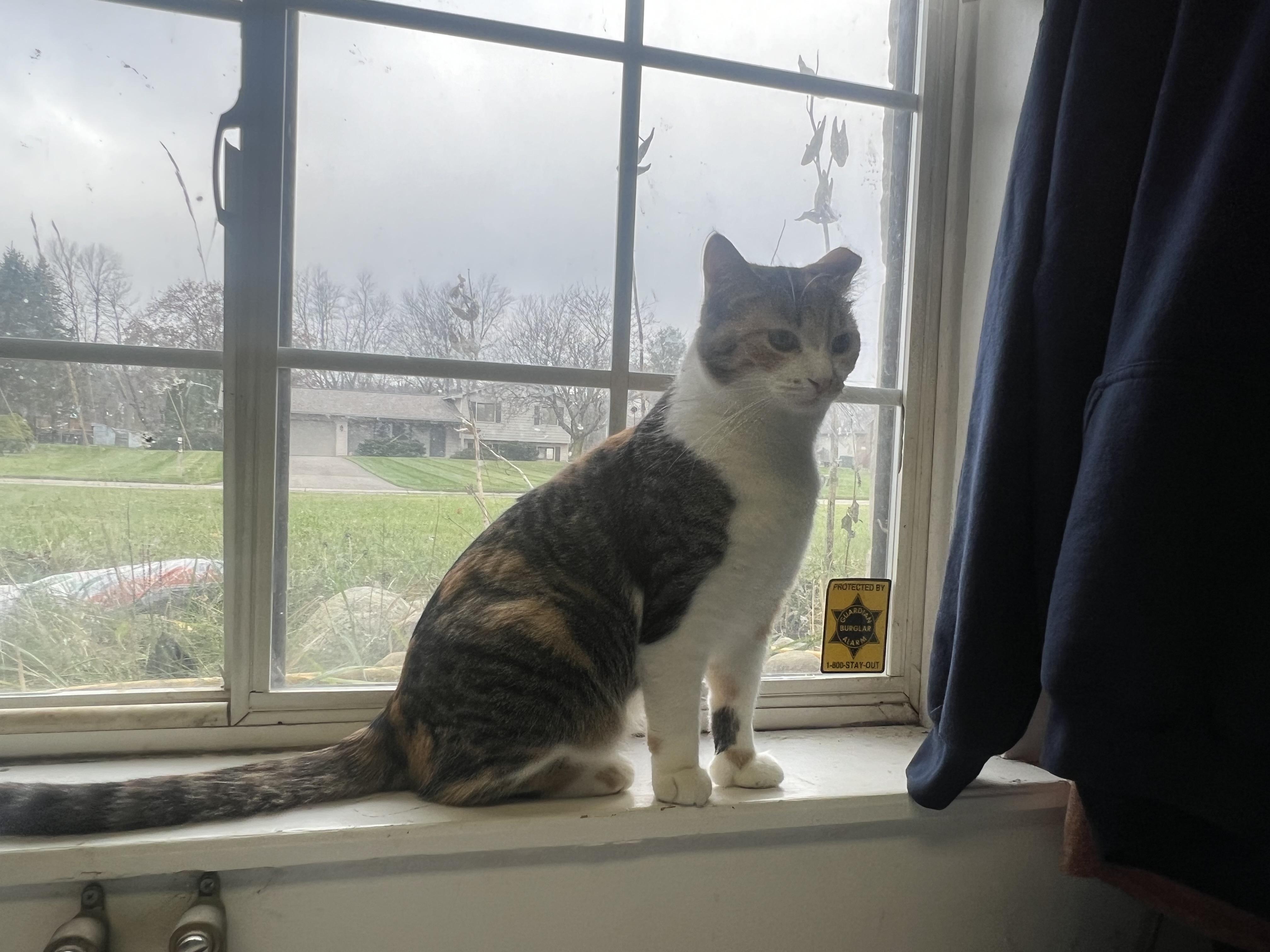 Enlarge Kellogg “Kelley”, a Adoptable Domestic Short Hair in Holly, MI image 4/4