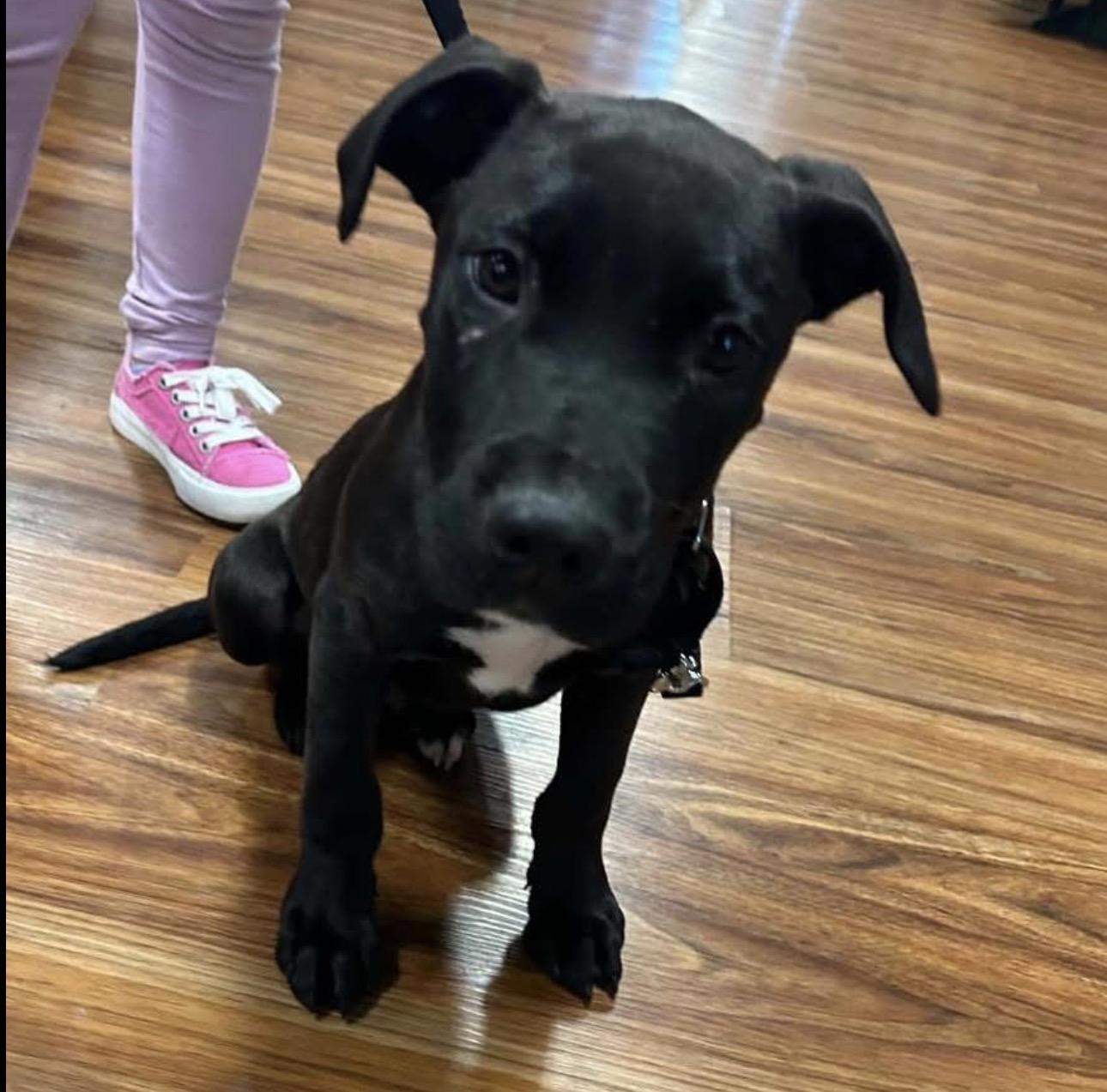 Enlarge Maverick, a ADOPTABLE mixed breed in Kutztown, PA image 1/2