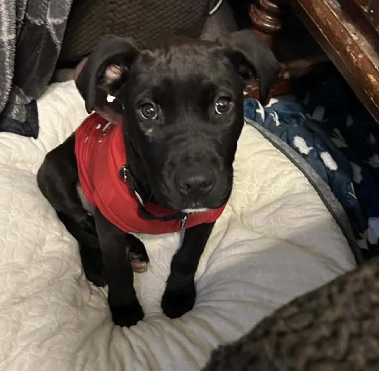 Enlarge Maverick, a ADOPTABLE mixed breed in Kutztown, PA image 2/2