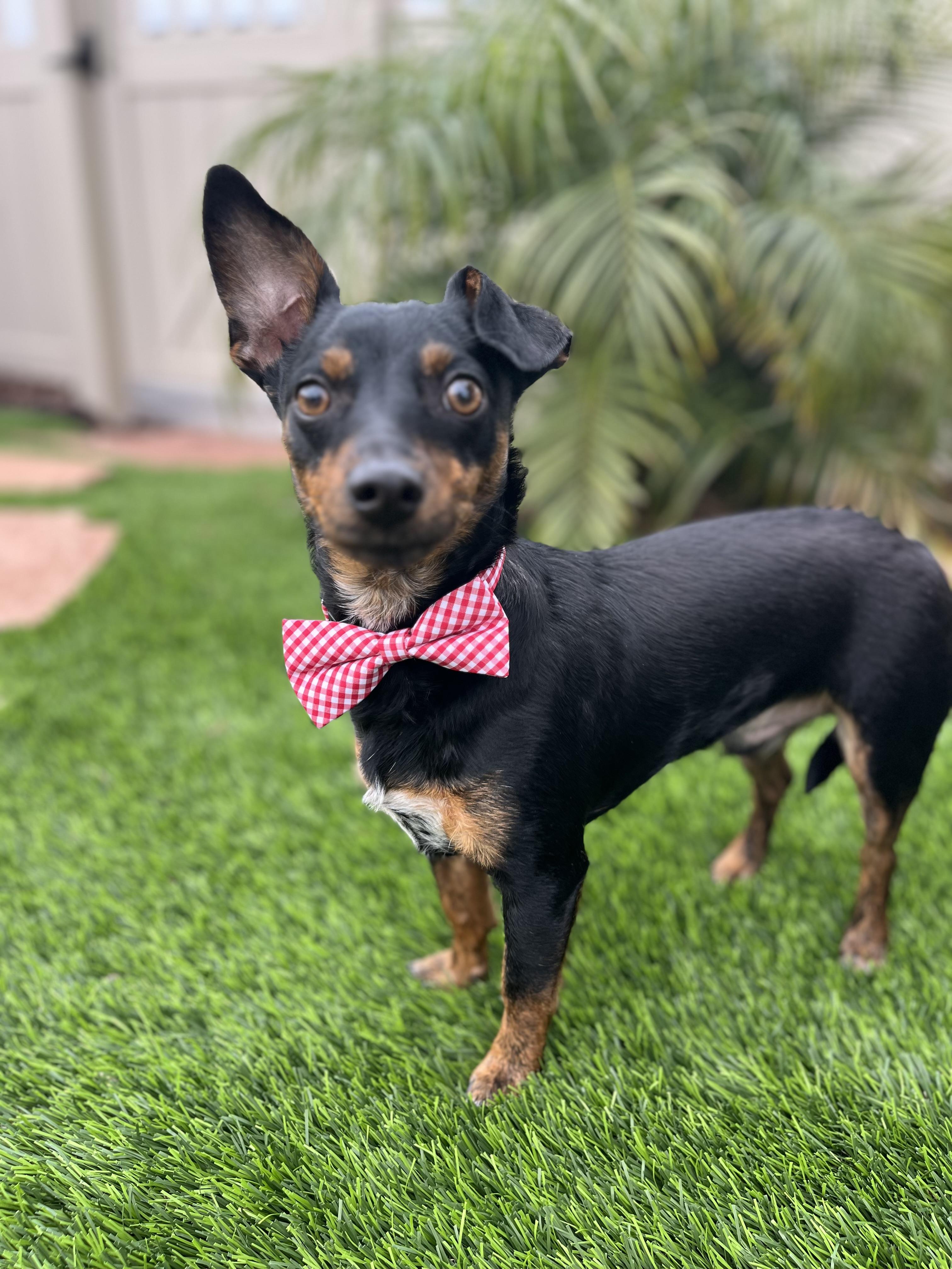 Enlarge Ollie, a Adoptable mixed breed in Poway, CA image 2/5