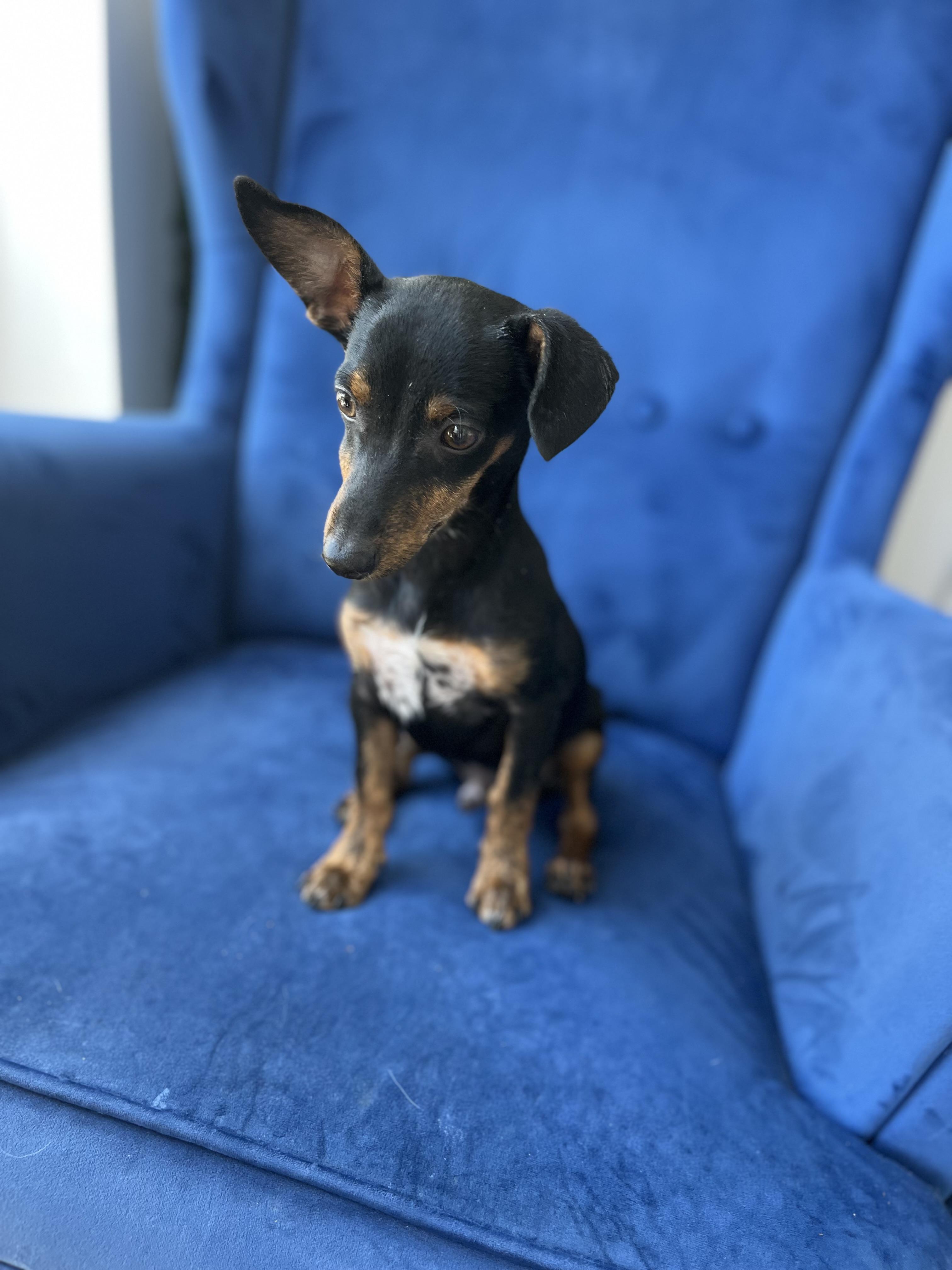 Ollie, Adoptable, Puppy Male Chiweenie & Chihuahua.