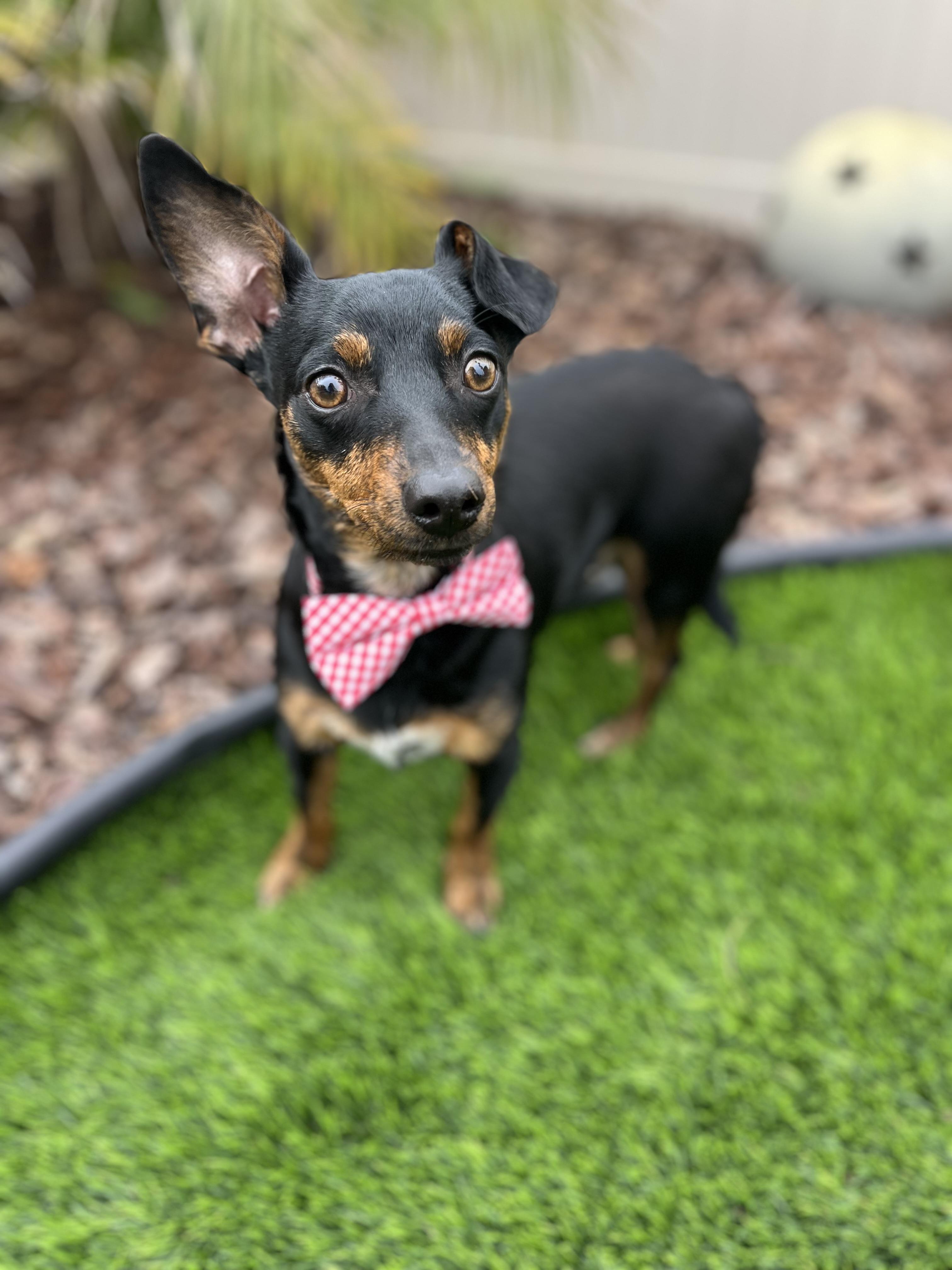 Enlarge Ollie, a Adoptable mixed breed in Poway, CA image 4/5