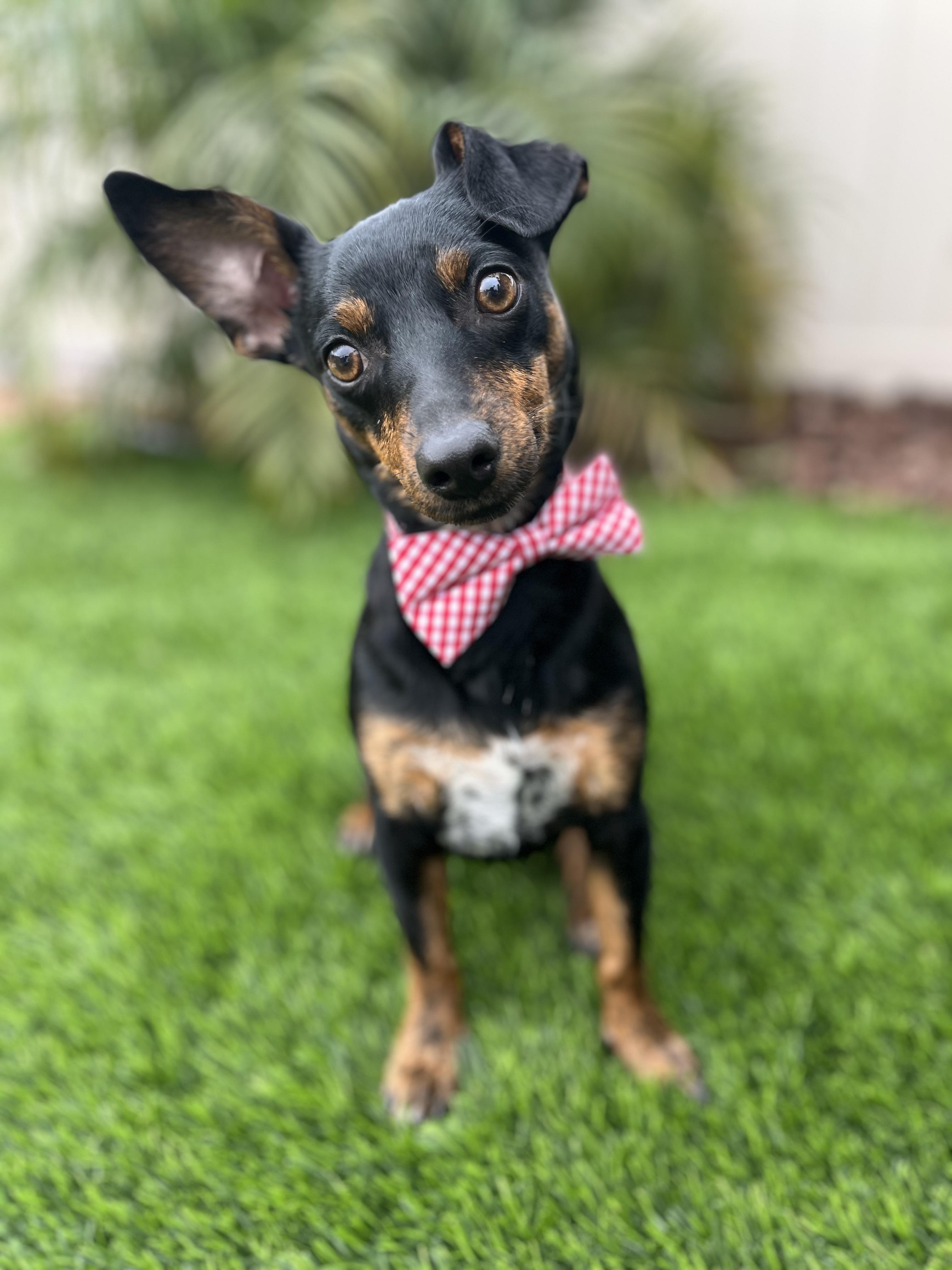 Ollie, Adoptable, Puppy Male Miniature Pinscher & Chihuahua.