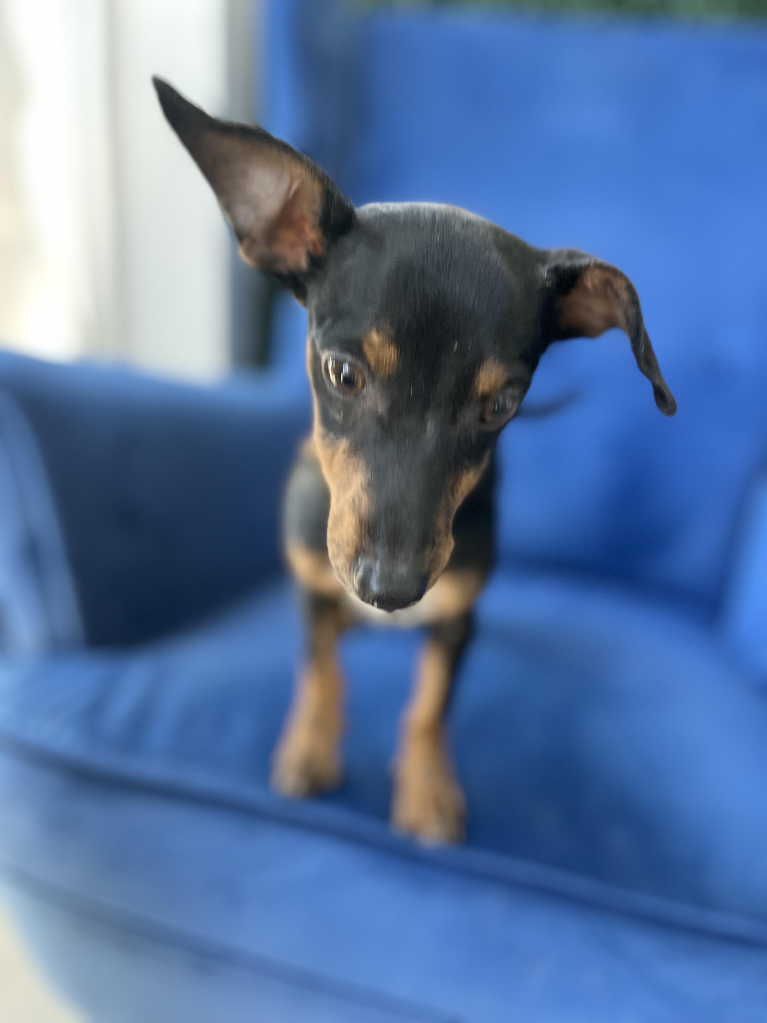 Enlarge Ollie, a Adoptable mixed breed in Poway, CA image 4/5