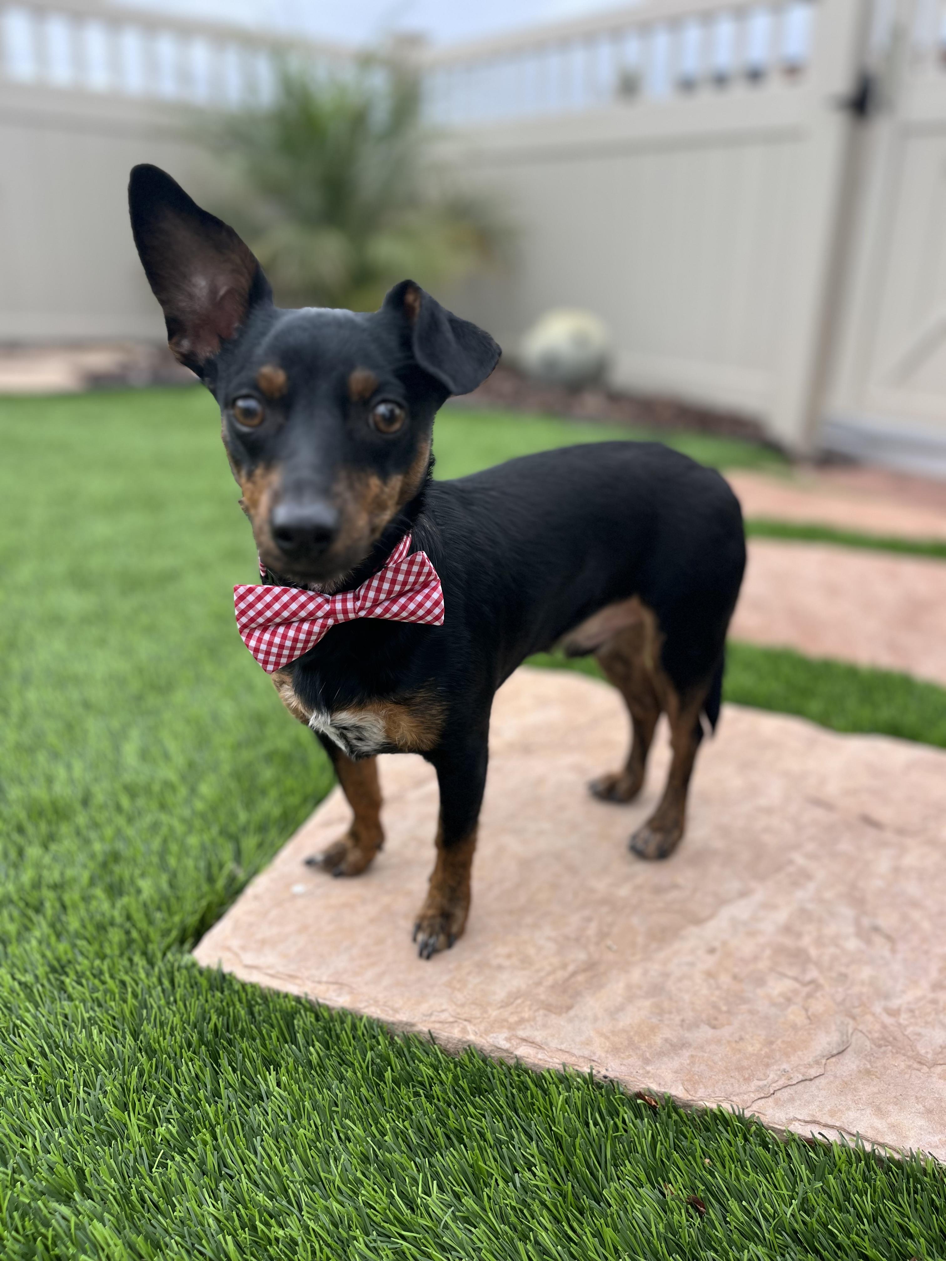 Enlarge Ollie, a Adoptable mixed breed in Poway, CA image 3/5