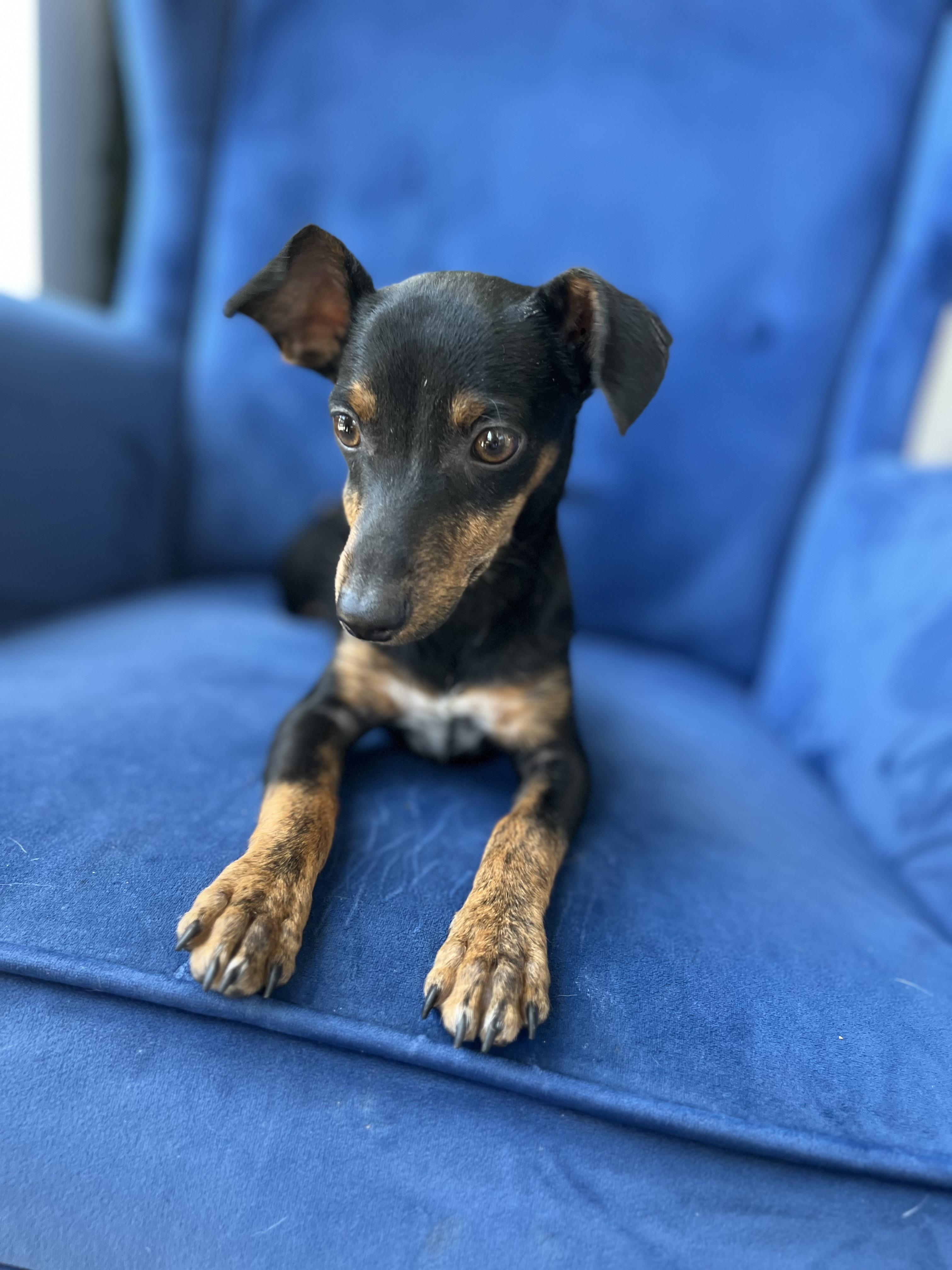 Enlarge Ollie, a Adoptable mixed breed in Poway, CA image 5/5