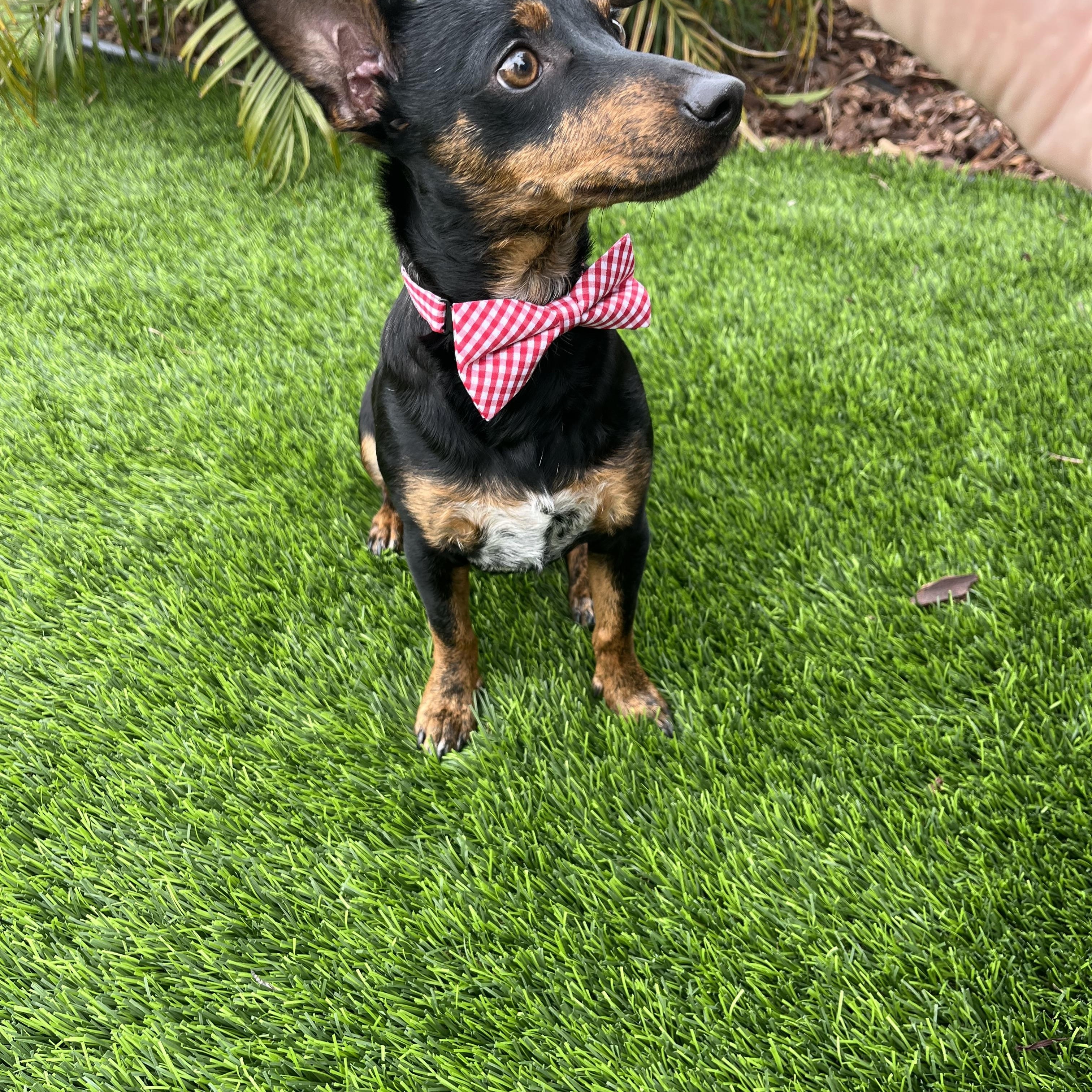 Enlarge Ollie, a Adoptable mixed breed in Poway, CA image 5/5