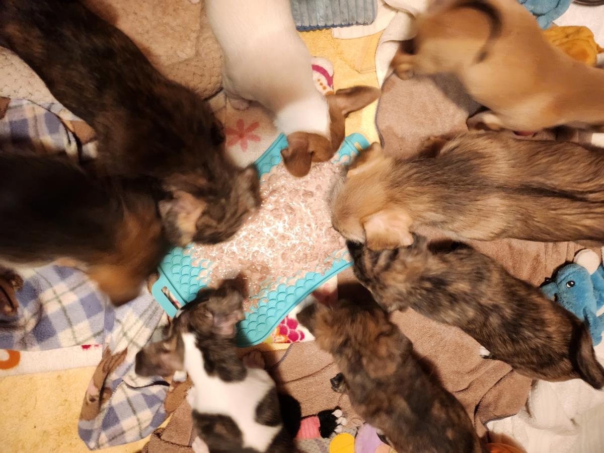 Enlarge Puppies male, a ADOPTABLE Mixed Breed in Plover, WI image 2/2