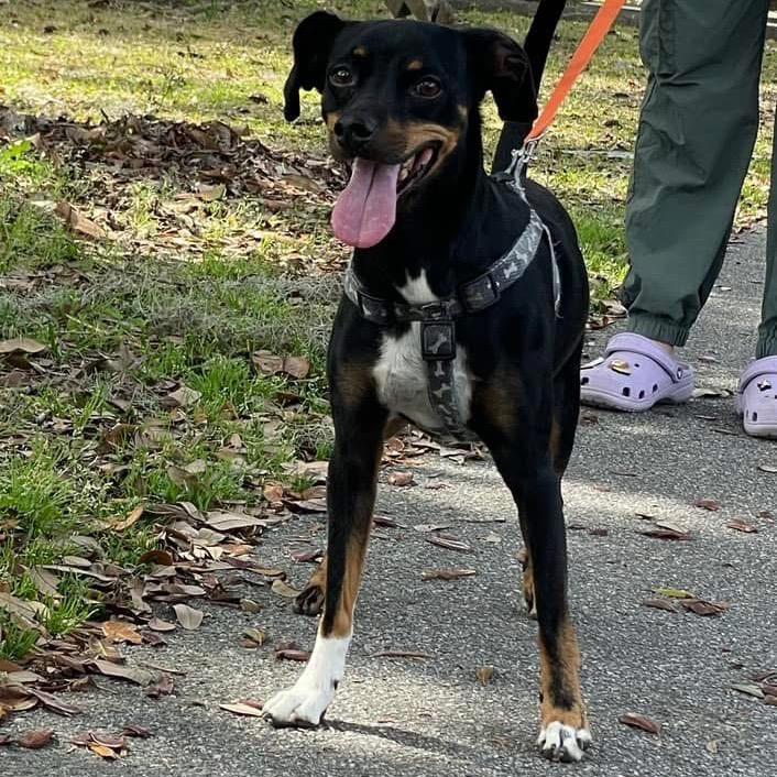 Paco — thumbnail 3