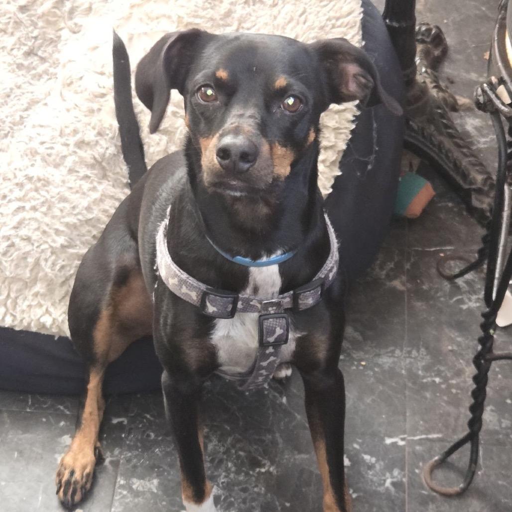 Paco — thumbnail 4