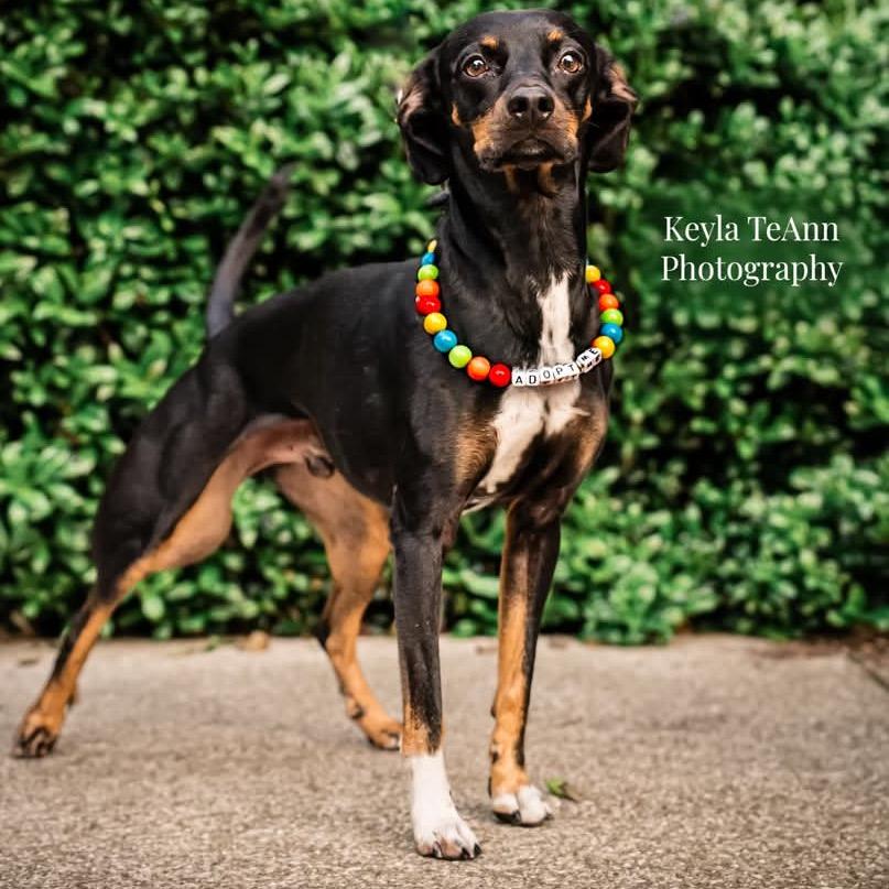 Paco — thumbnail 5