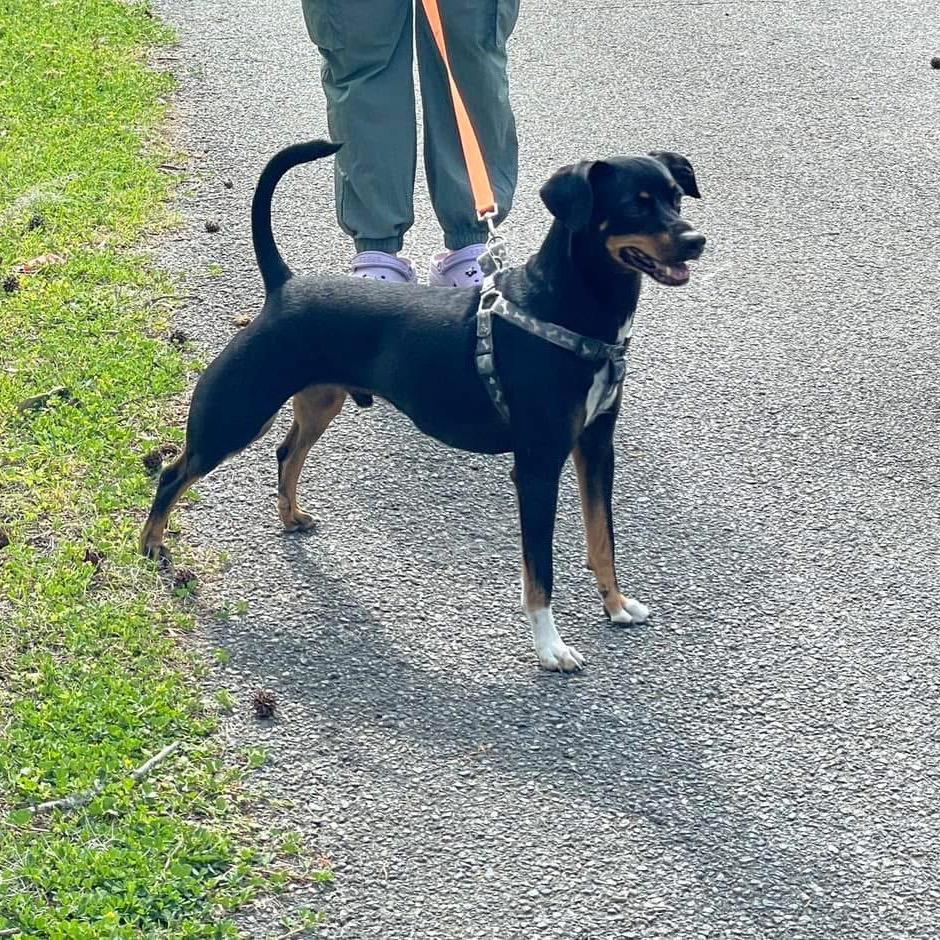 Paco — thumbnail 6