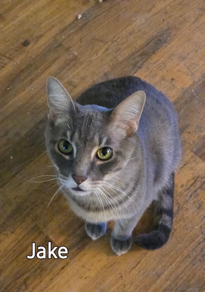 Jake, Adoptable, Adult Male Domestic Short Hair.