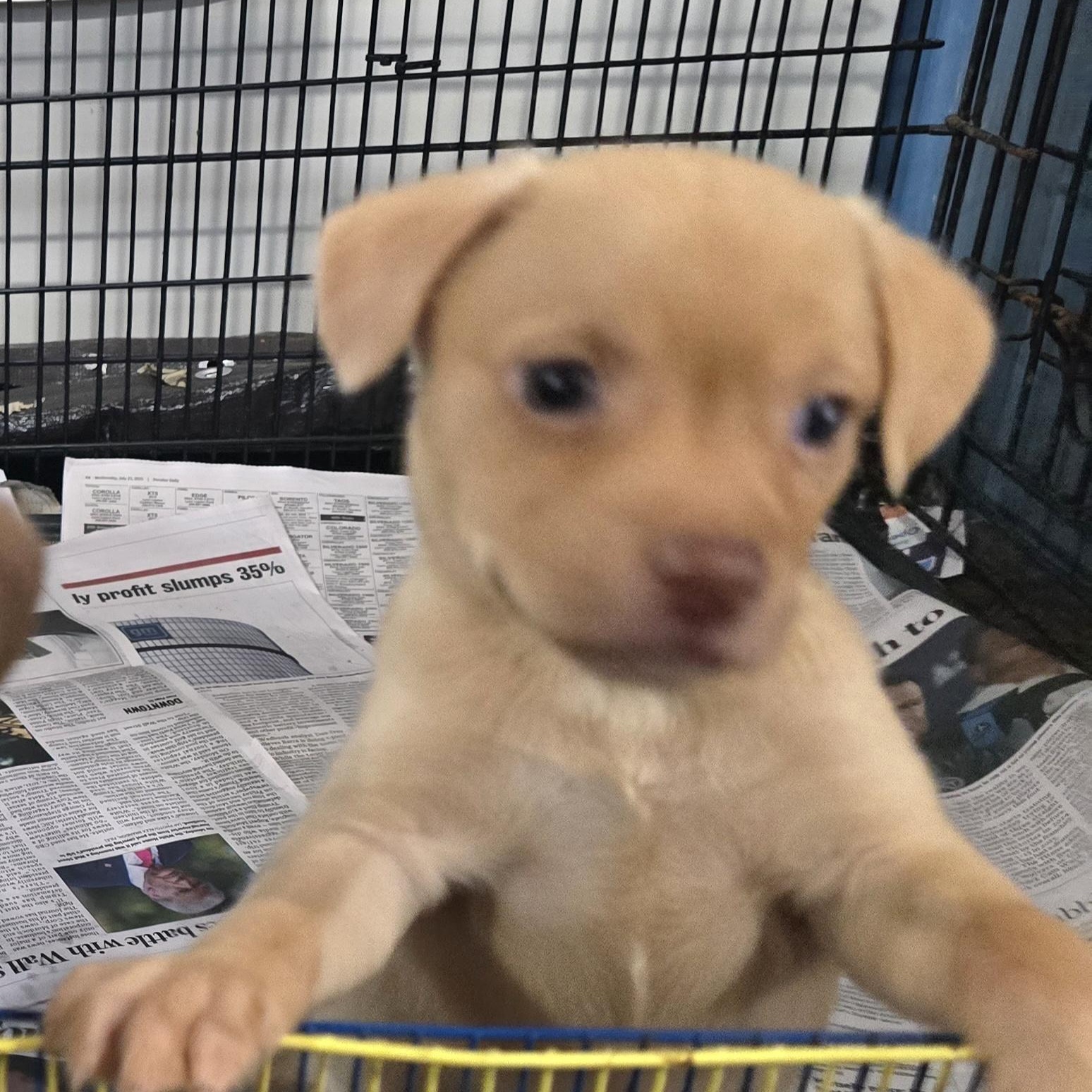 Dumplin, Adoptable, Young Male Miniature Pinscher.