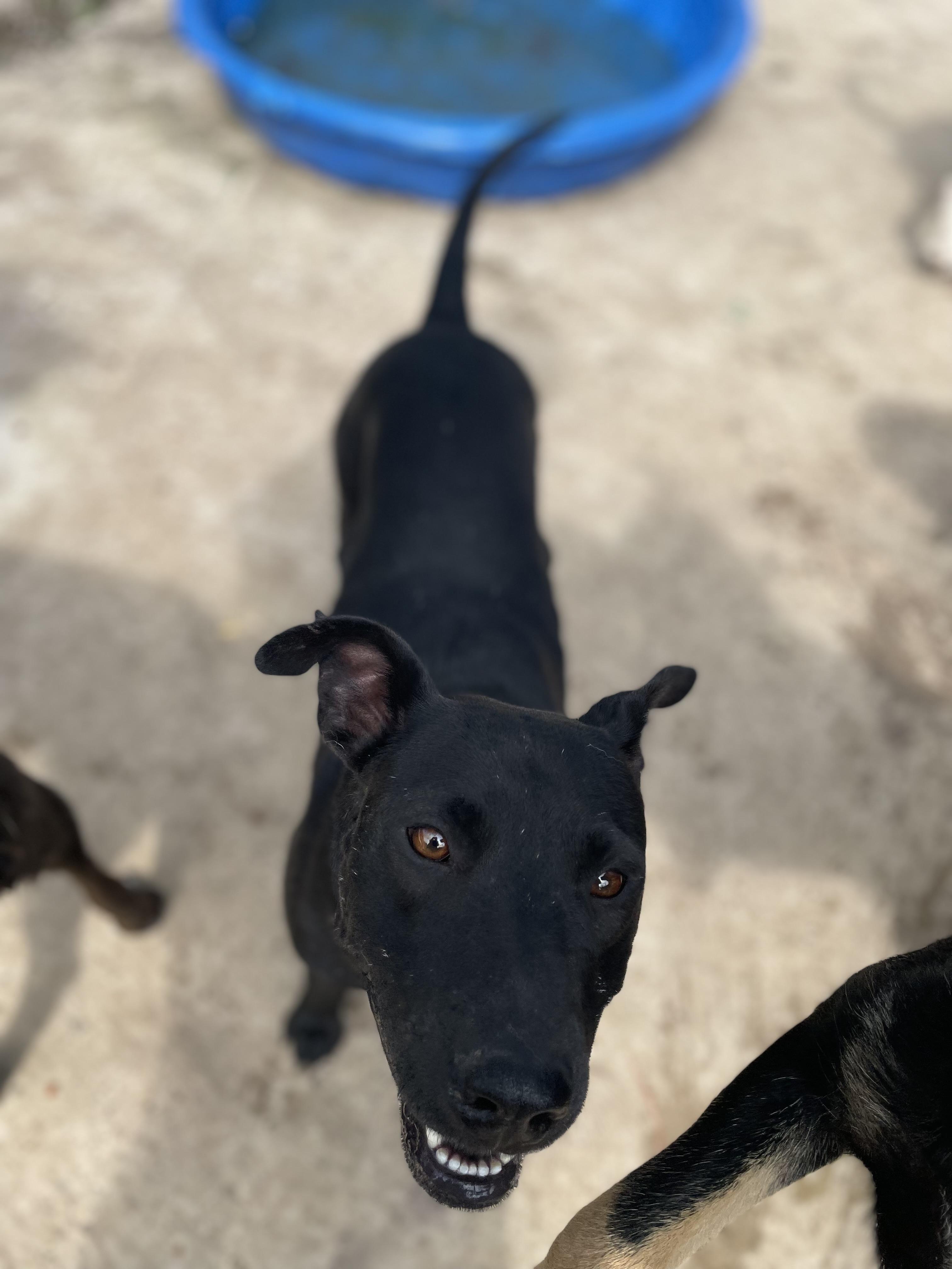 Whisper, Adoptable, Adult Female Labrador Retriever.