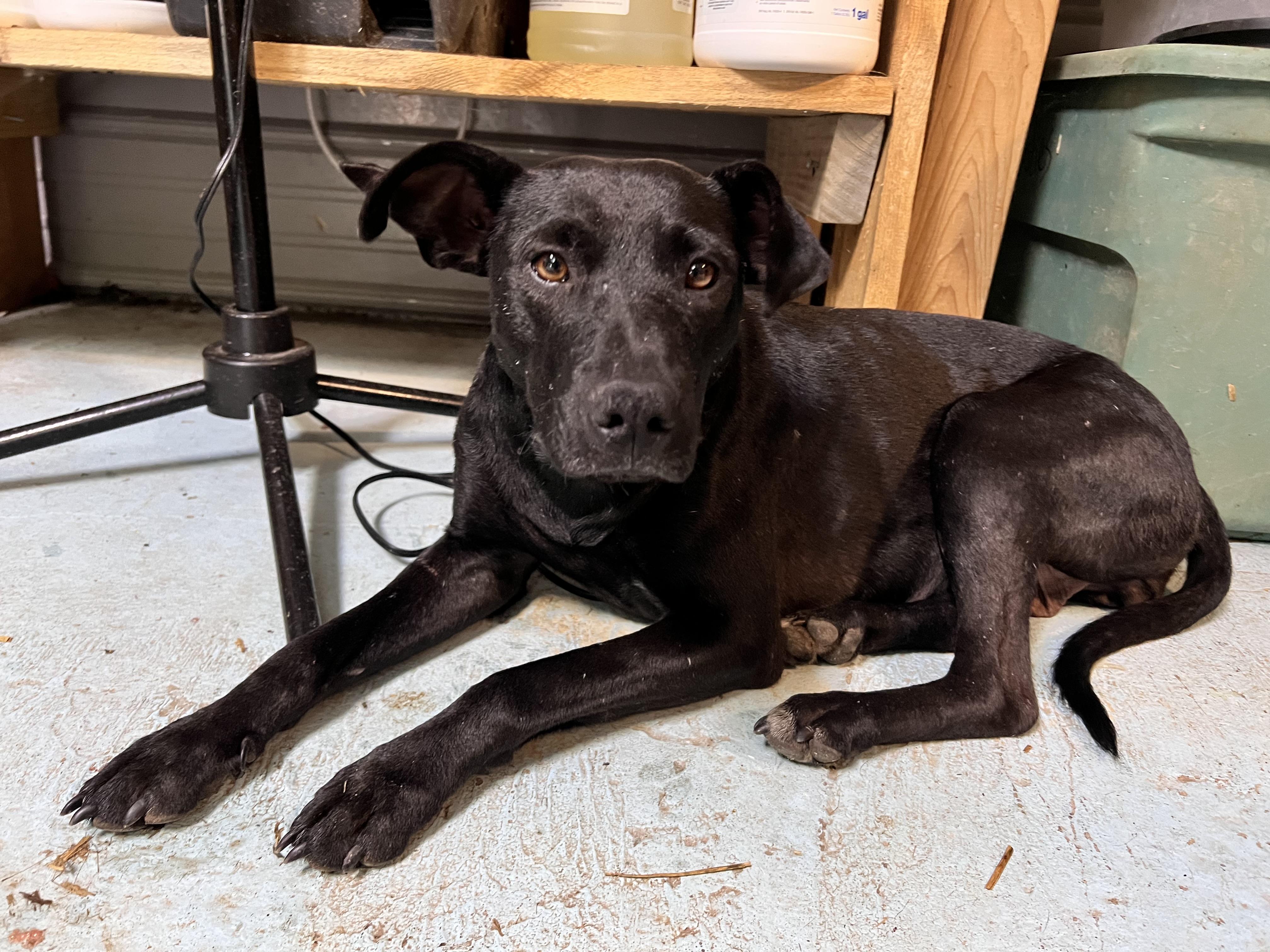 Whisper, Adoptable, Adult Female Labrador Retriever.