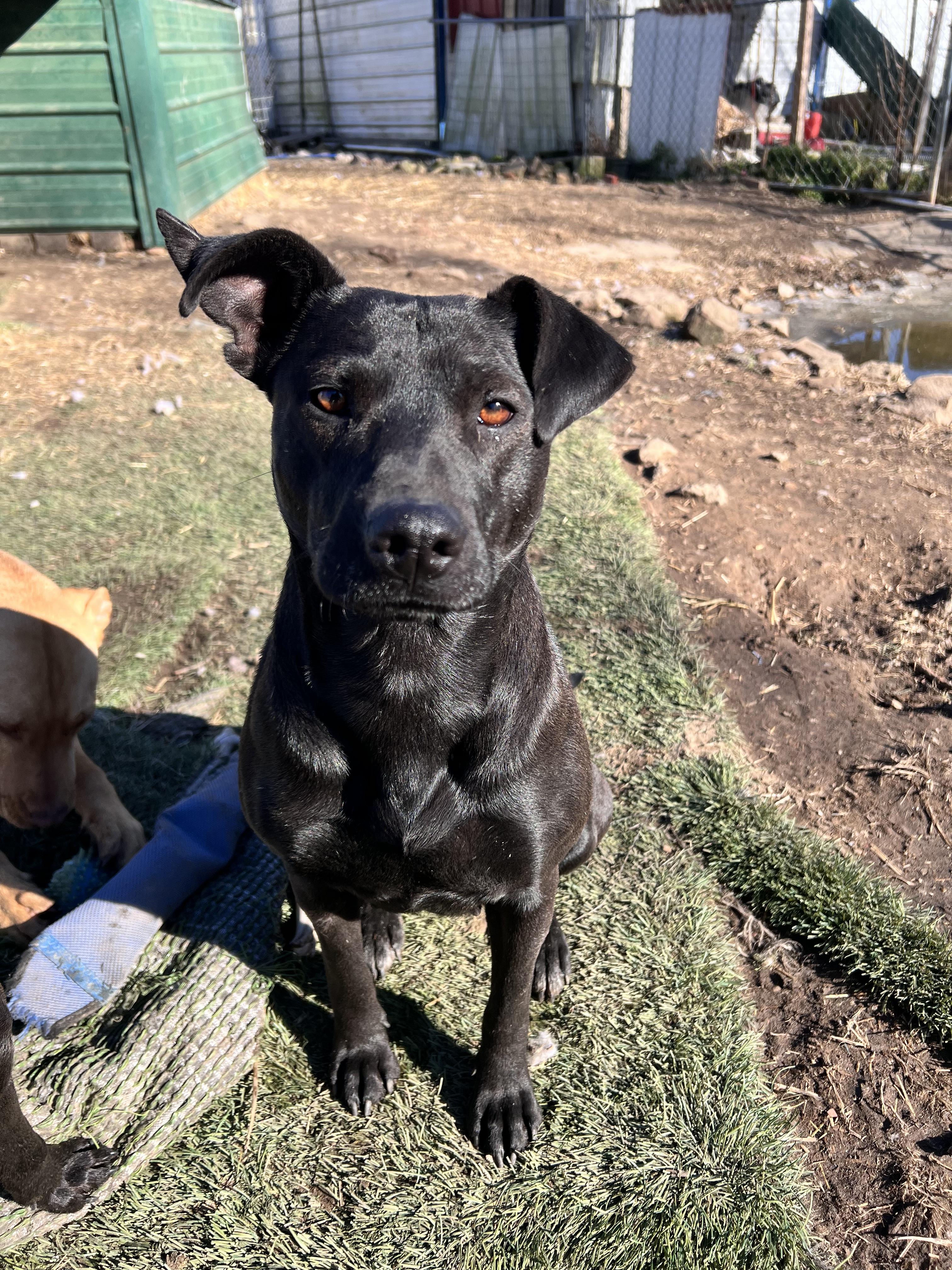 Enlarge Whisper, a Adoptable mixed breed in Tracy City , TN image 2/3