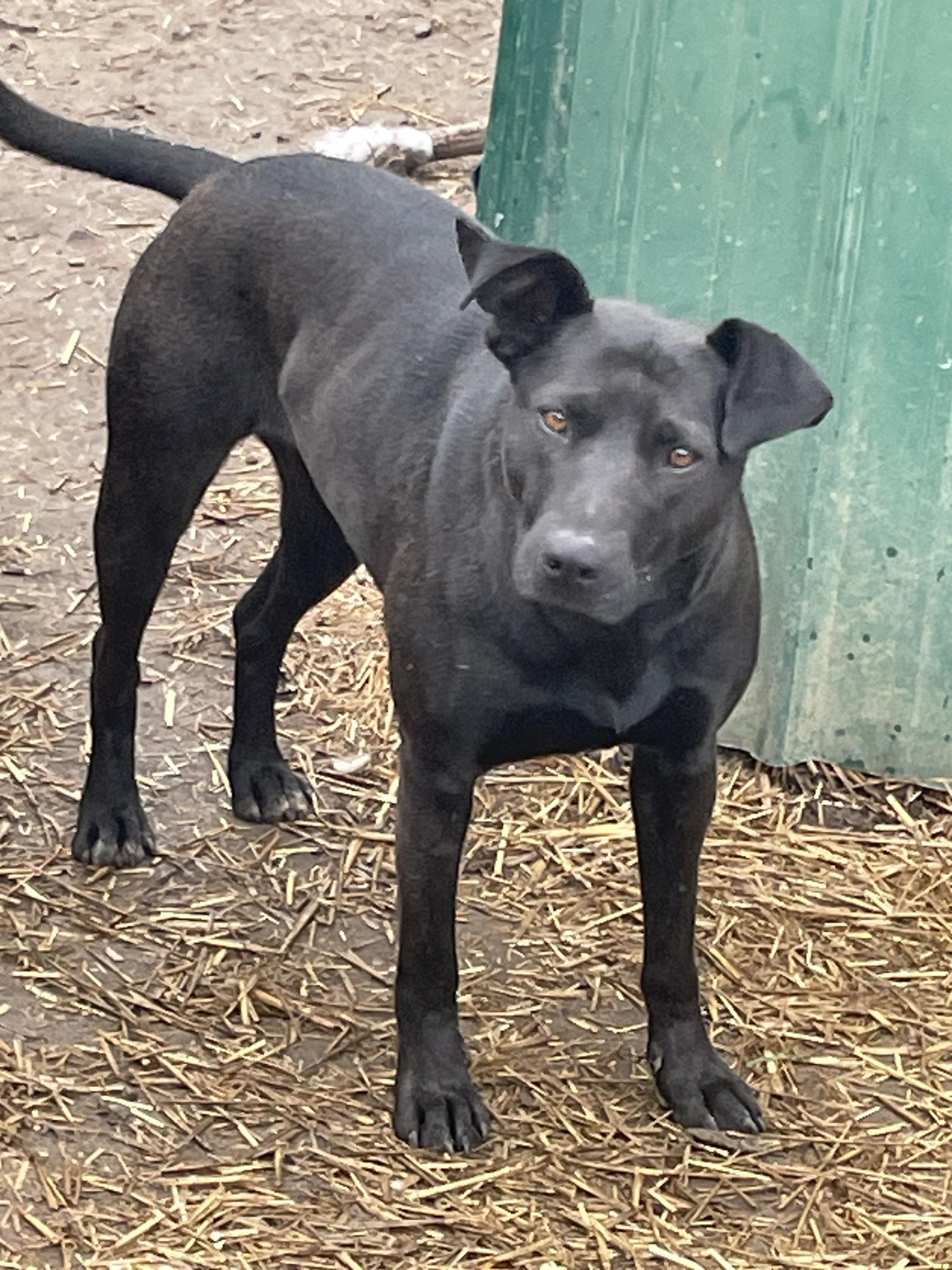 Enlarge Whisper, a Adoptable mixed breed in Tracy City , TN image 3/3