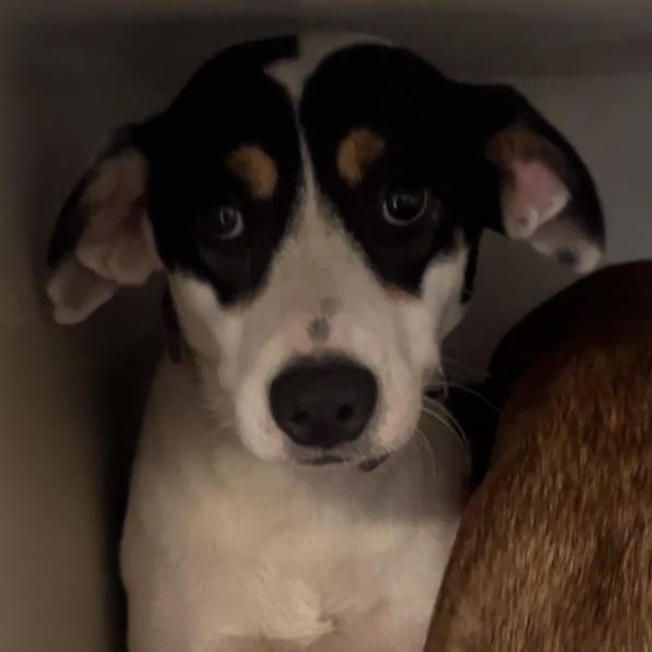 Nana, a Adoptable Black Mouth Cur in Wiggins, MS image 1/2