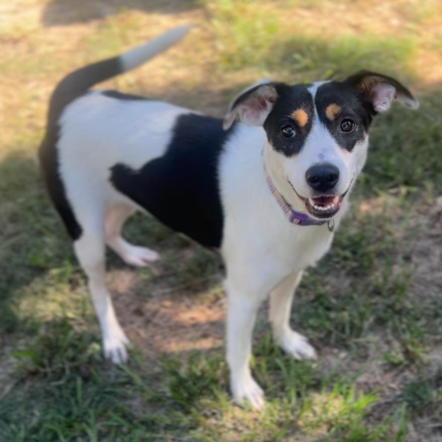 Nana, a Adoptable Black Mouth Cur in Wiggins, MS image 2/2