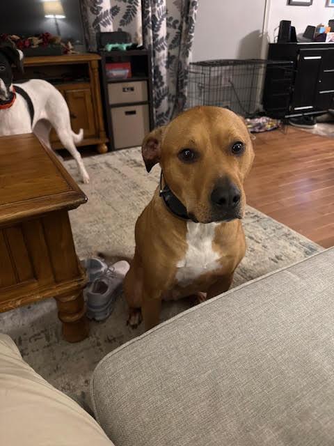 Enlarge OLIVER**, a Adoptable mixed breed in Mechanicsburg, PA image 1/3