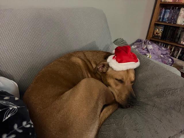 Enlarge OLIVER**, a Adoptable mixed breed in Mechanicsburg, PA image 2/3