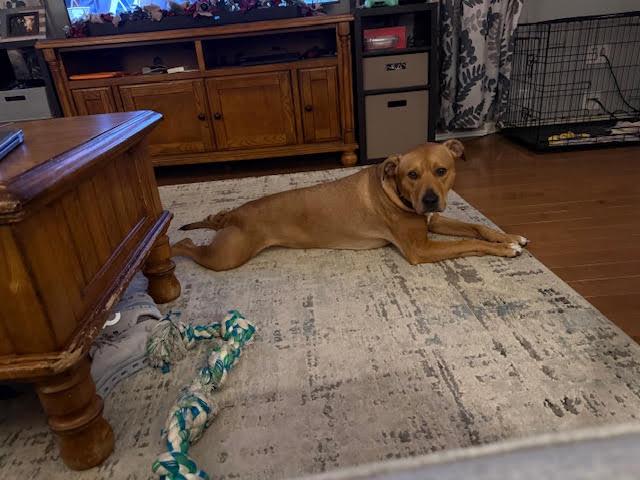 Enlarge OLIVER**, a Adoptable mixed breed in Mechanicsburg, PA image 3/3