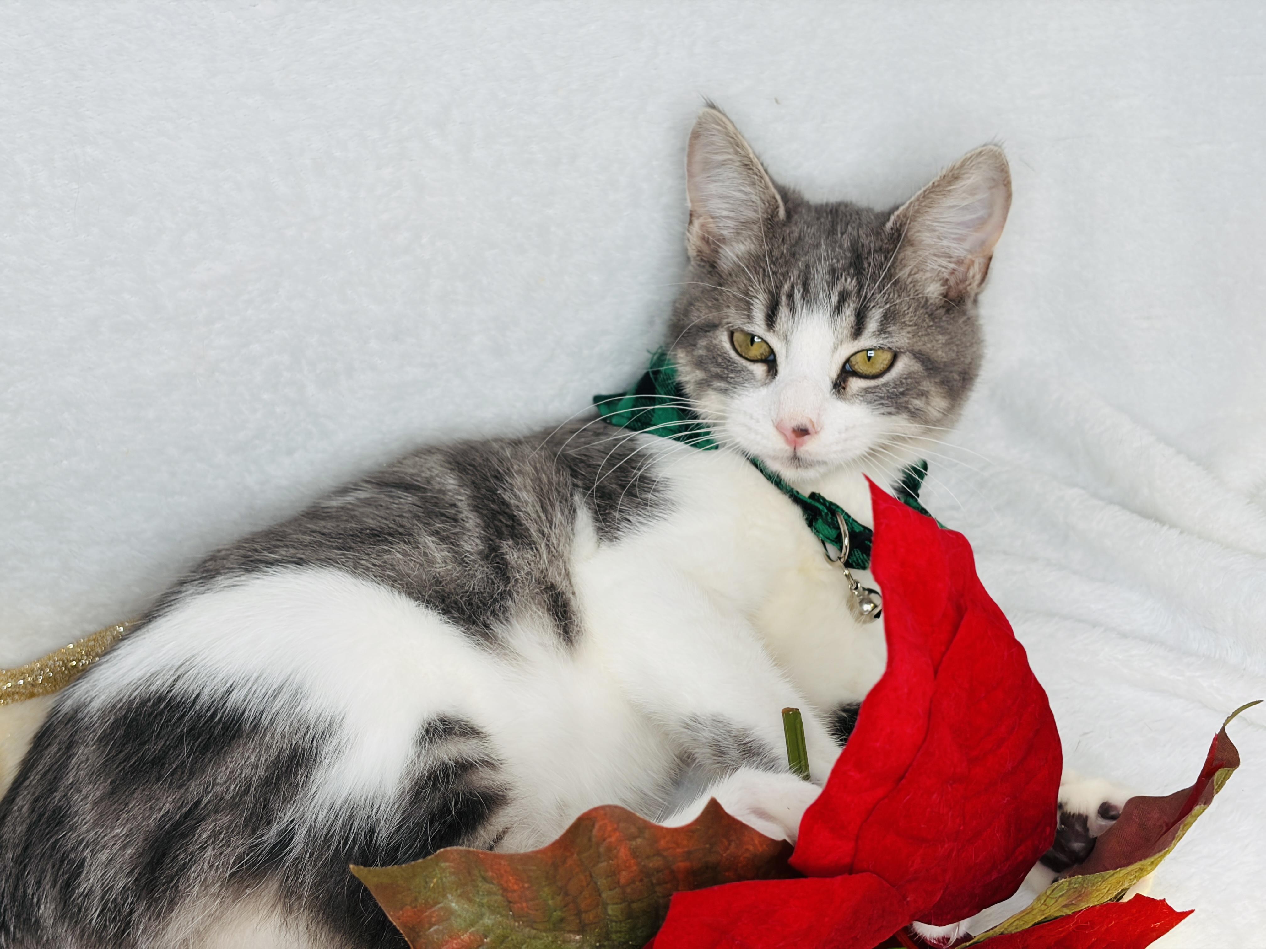 Enlarge Sweet P & Nuka, a Adoptable Domestic Short Hair in Suffern, NY image 2/6