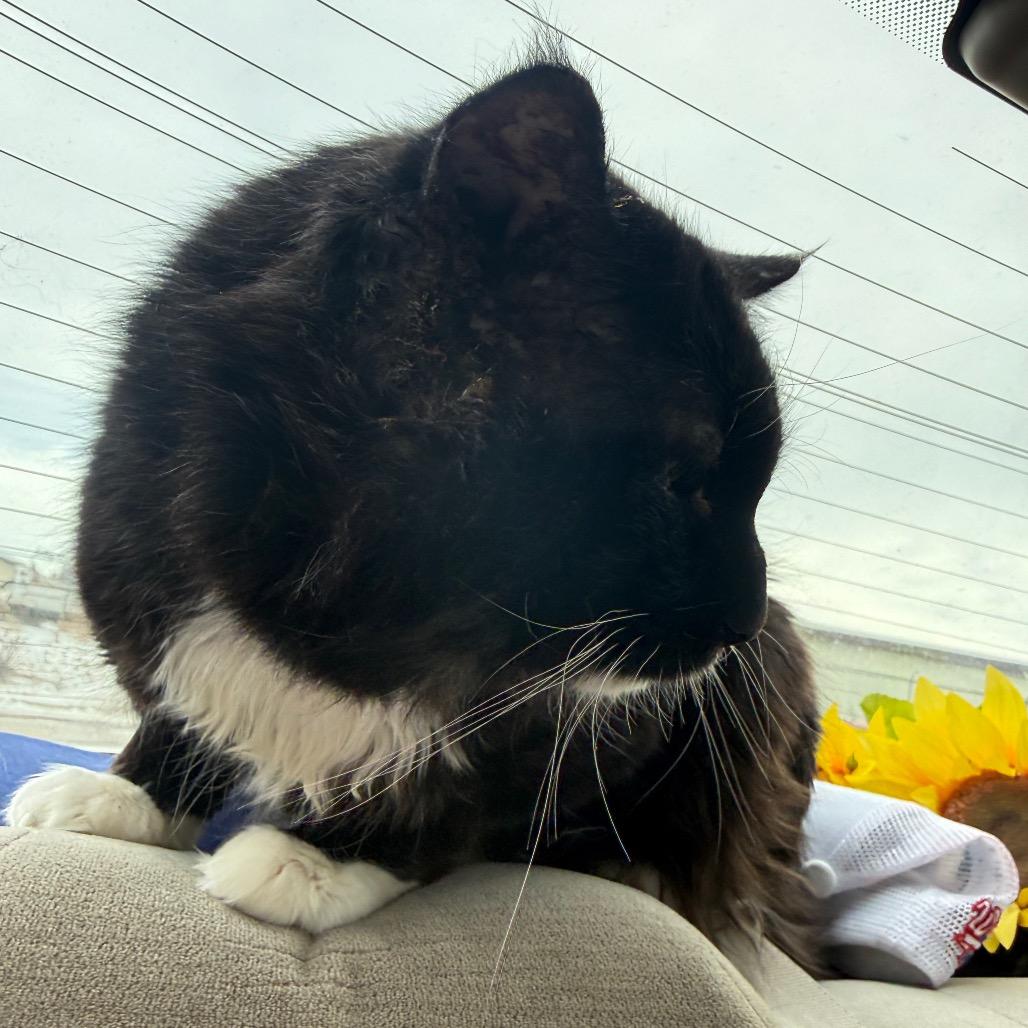 Cheeks, Adoptable, Adult Male Domestic Long Hair.