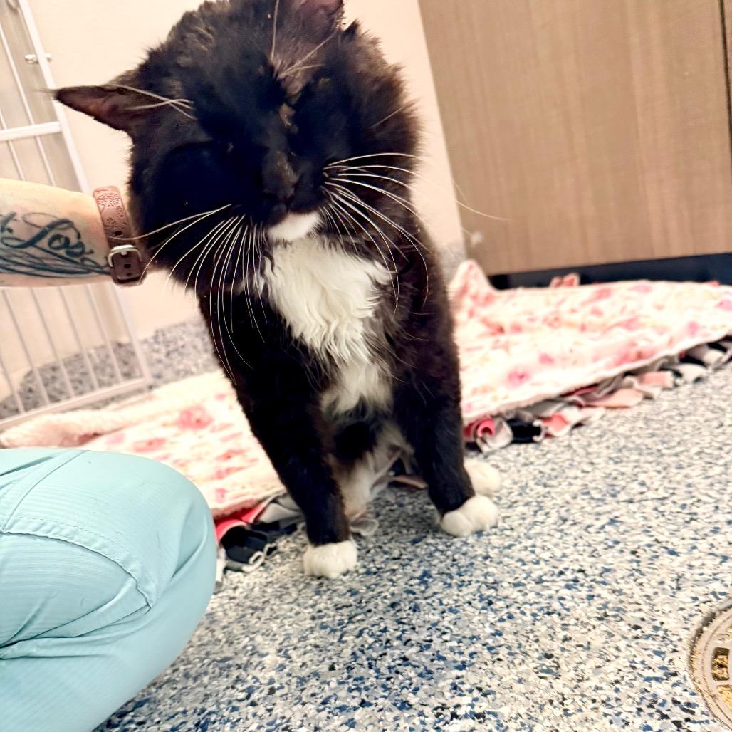 Enlarge Cheeks, a Adoptable Domestic Long Hair in Great Falls, MT image 2/6