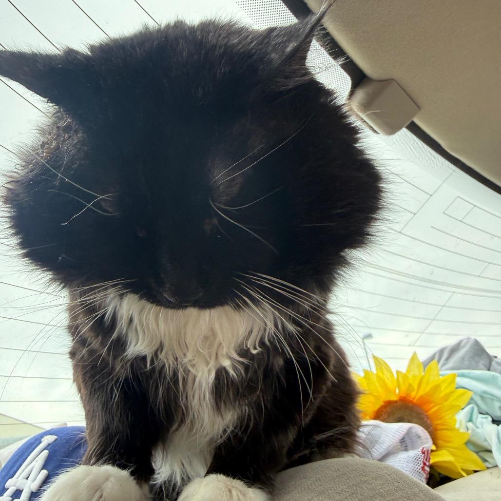 Enlarge Cheeks, a Adoptable Domestic Long Hair in Great Falls, MT image 3/6