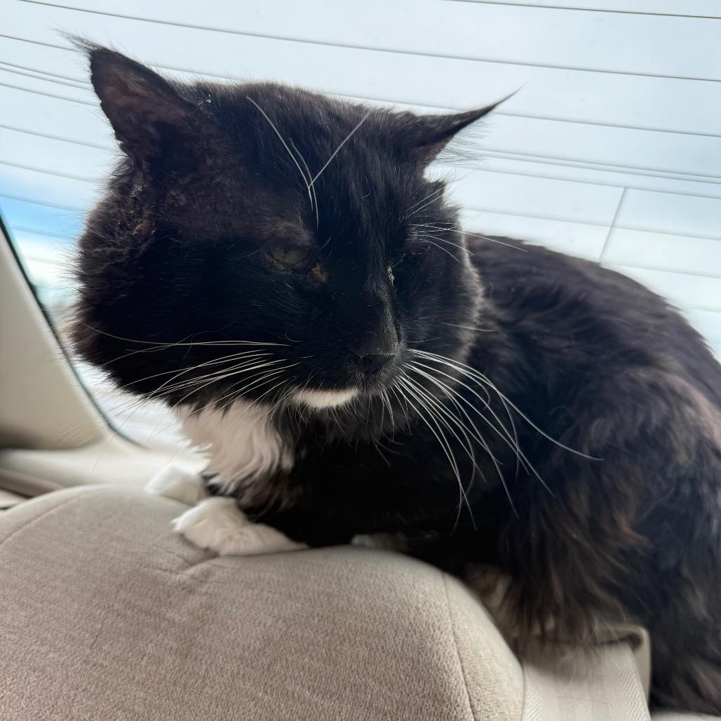 Enlarge Cheeks, a Adoptable Domestic Long Hair in Great Falls, MT image 4/6