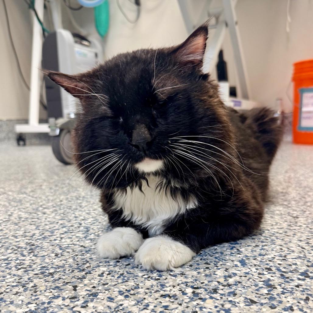 Enlarge Cheeks, a Adoptable Domestic Long Hair in Great Falls, MT image 6/6
