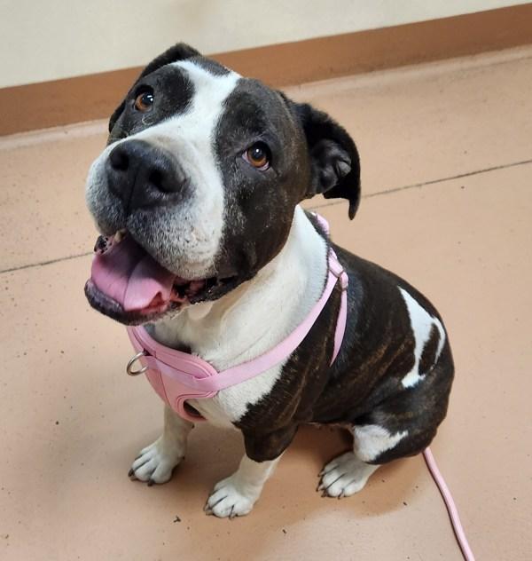 Enlarge Truza, a Adoptable mixed breed in Kennewick, WA image 1/1