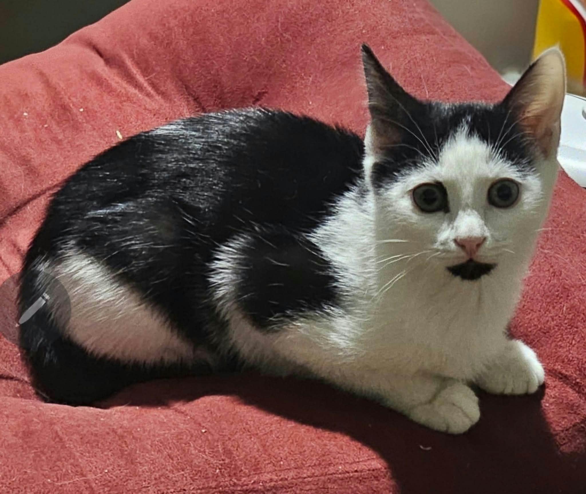 Bonnie, Adoptable, Young Female Domestic Short Hair.