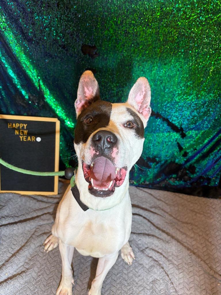 PABLO, Adoptable, Young Male Terrier.