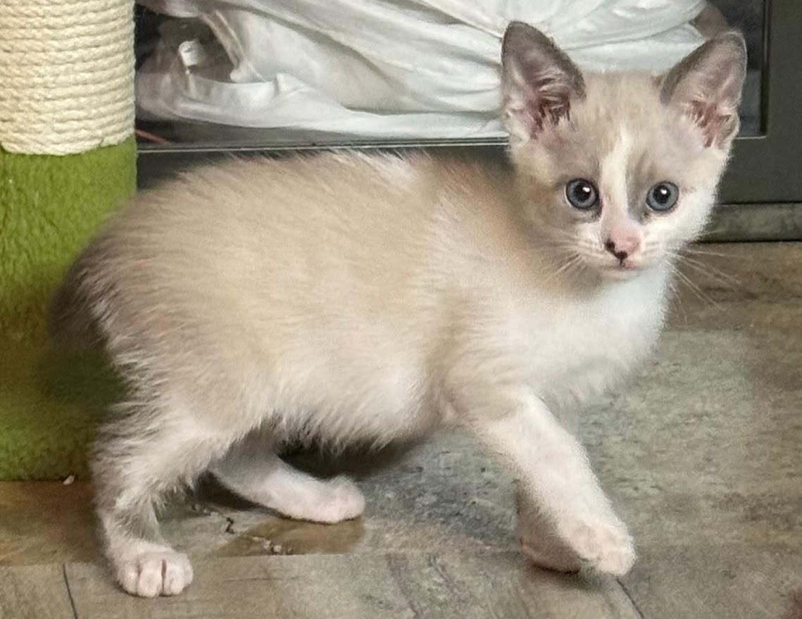 Spirit -bonded with Selene