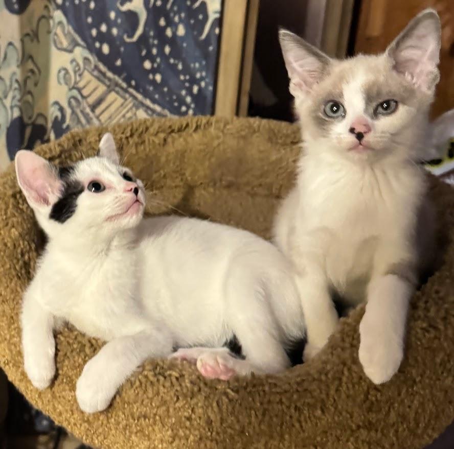 Spirit -bonded with Selene