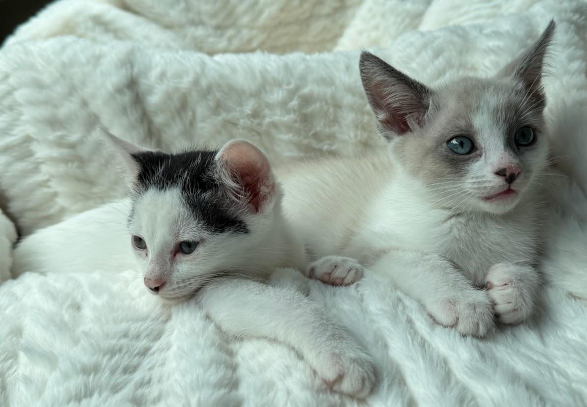 Spirit -bonded with Selene