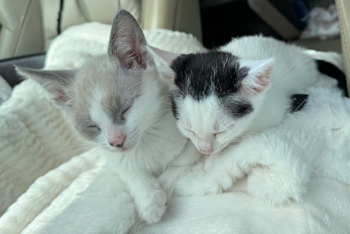 Spirit -bonded with Selene