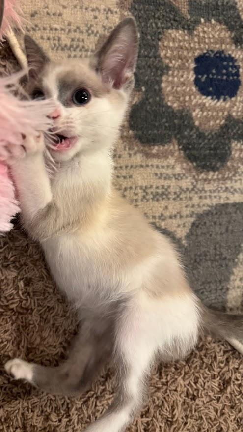 Spirit -bonded with Selene