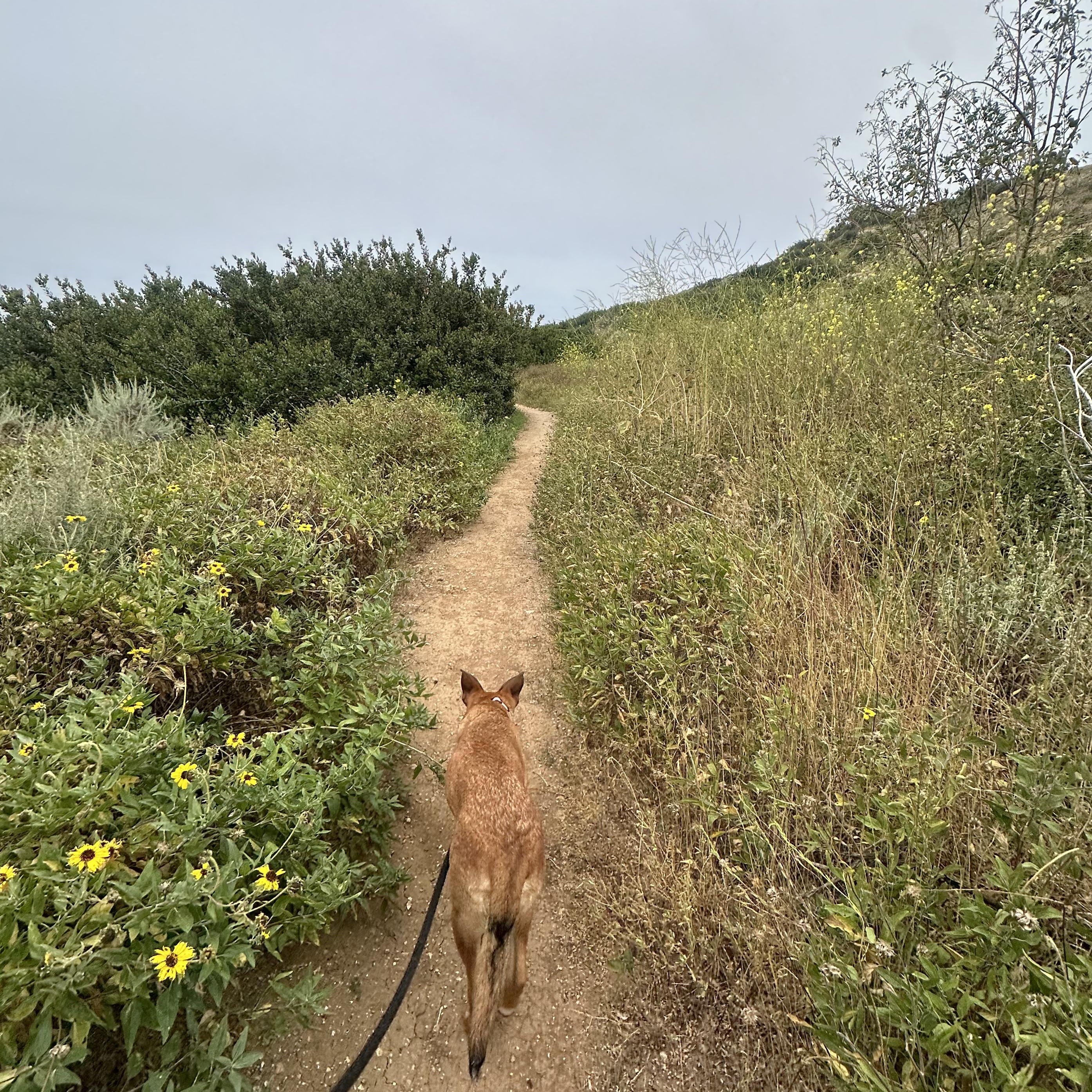 Enlarge INDIE!, a Adoptable mixed breed in San Deigo, CA image 3/6