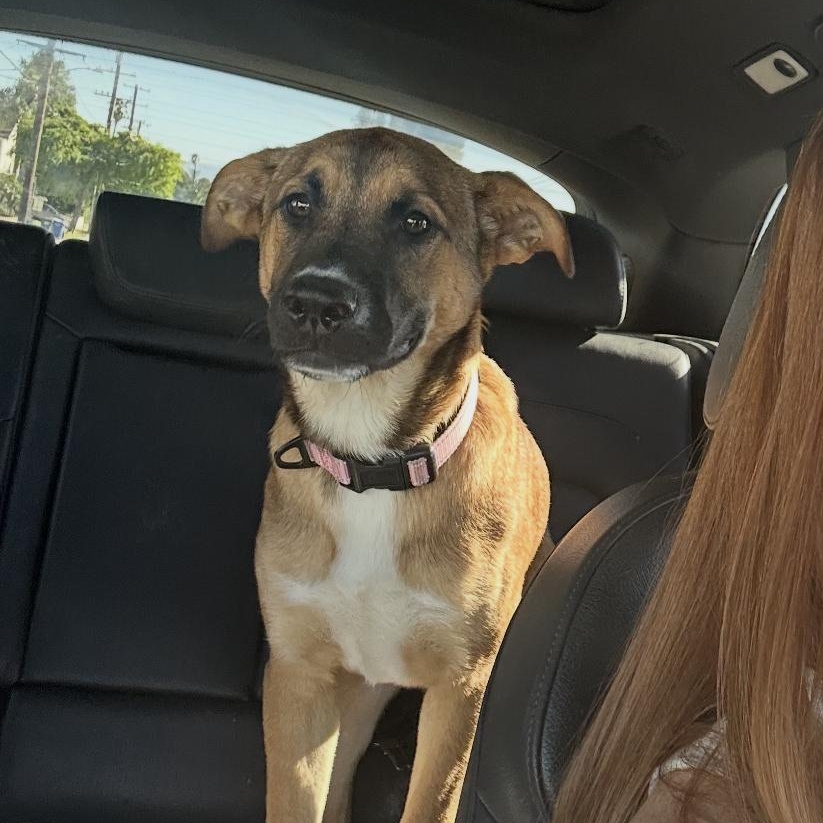 Enlarge INDIE!, a Adoptable mixed breed in San Deigo, CA image 2/6